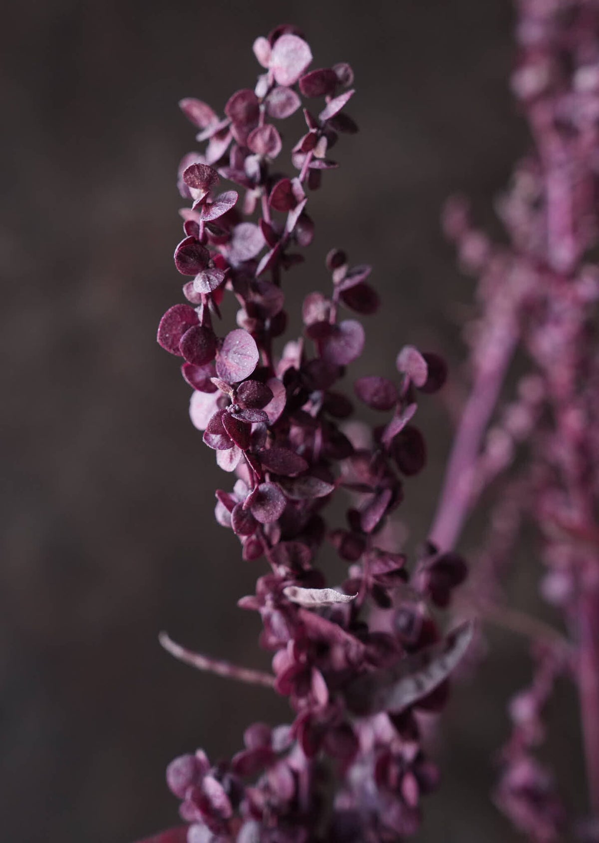 Havemælde 'Red Plume' Seed 