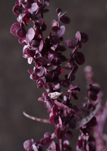 Havemælde 'Red Plume' Seed 