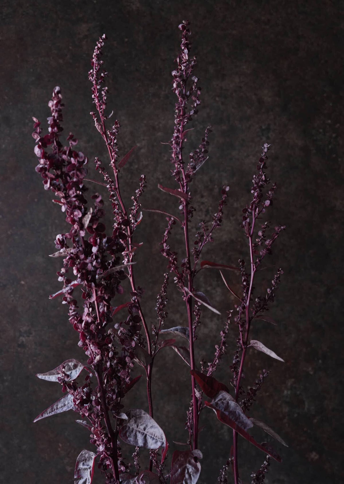 Havemælde 'Red Plume' Seed 