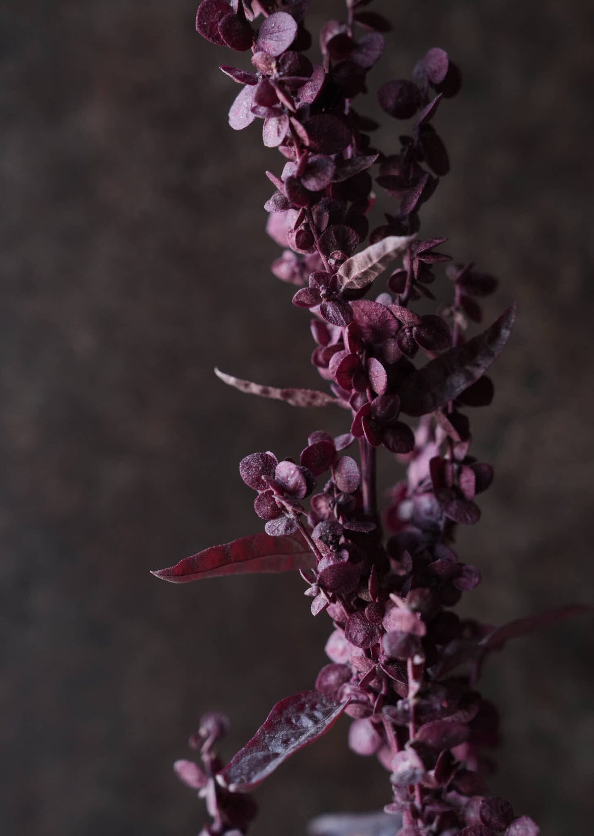 Havemælde 'Red Plume' Seed 