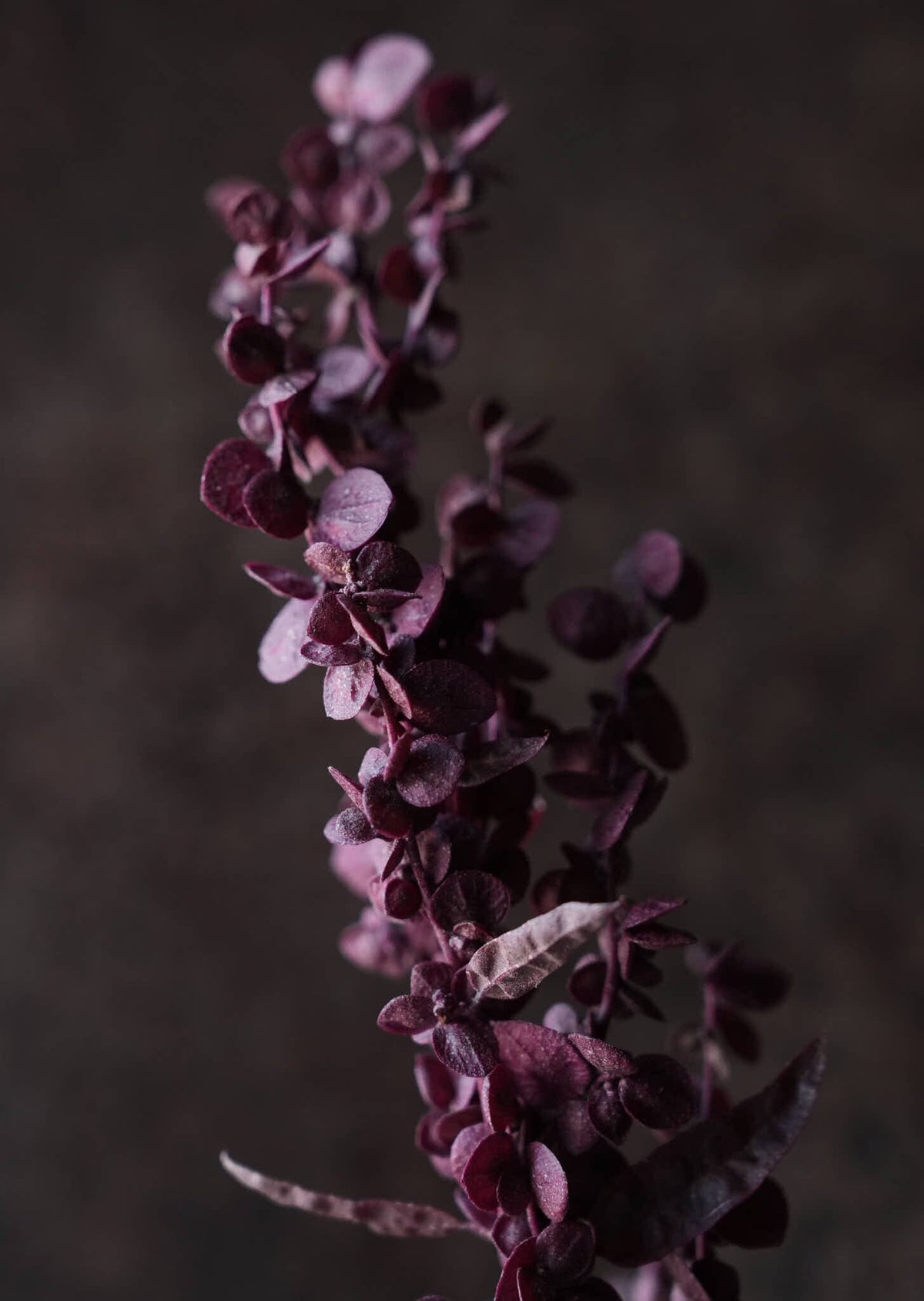 Havemælde 'Red Plume' Seed 