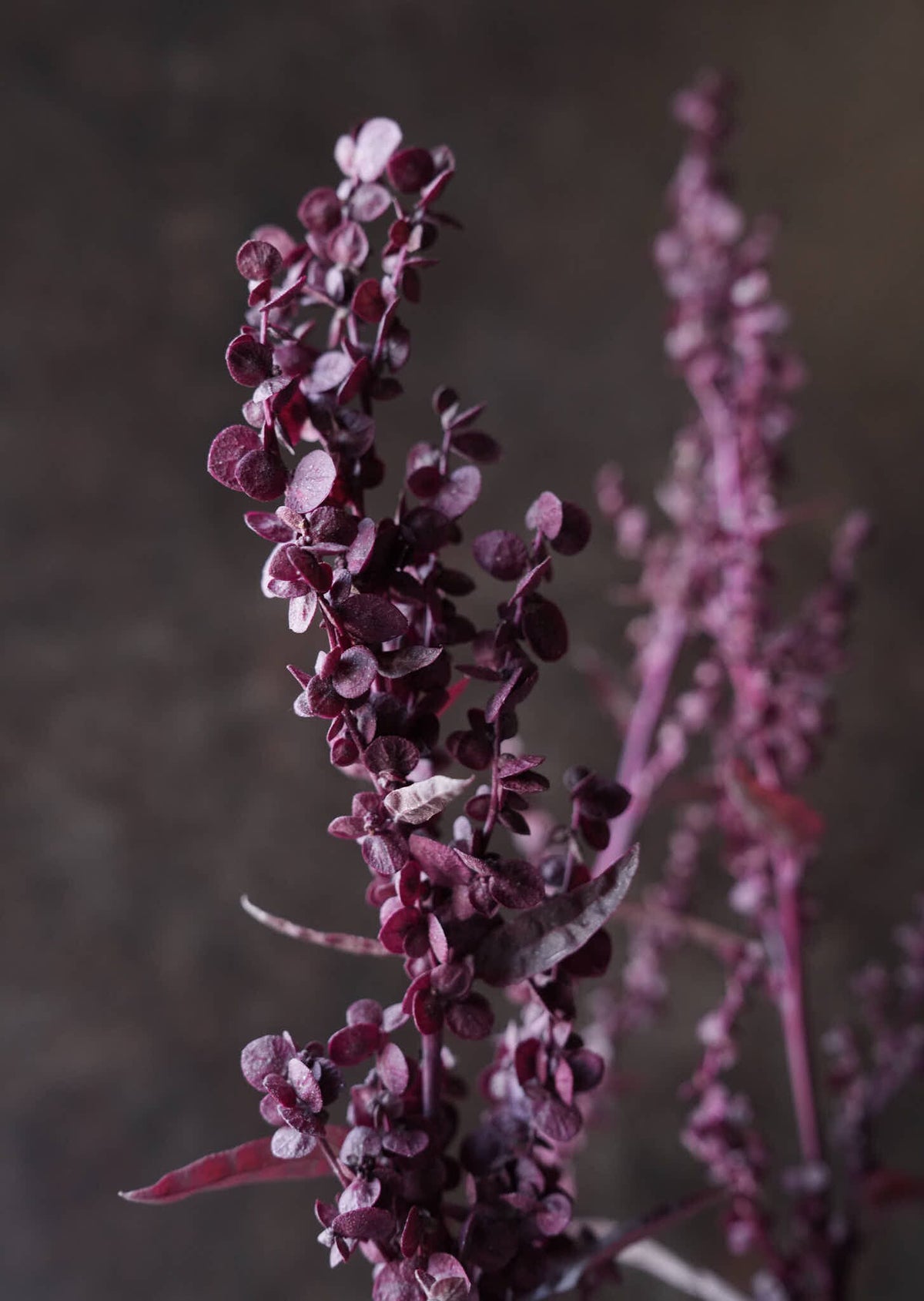 Havemælde 'Red Plume' Seed 
