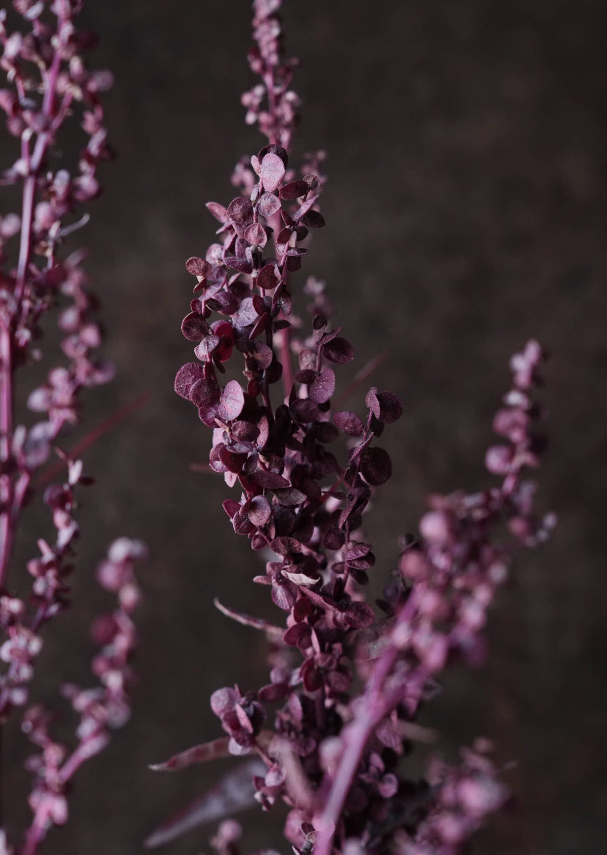 Havemælde 'Red Plume' Seed 