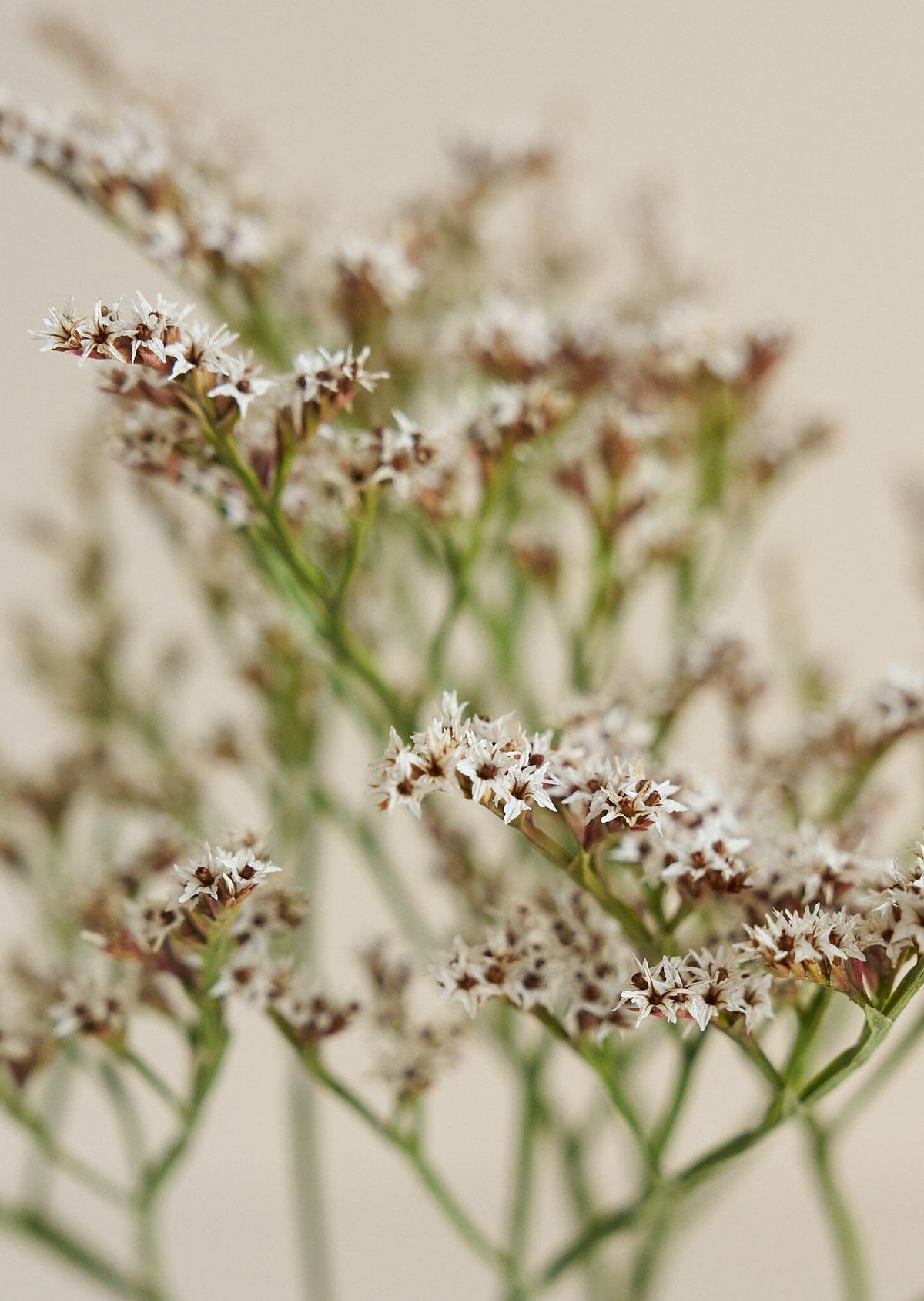 Hindebæger Woodcreeck* Muller seeds Seed 
