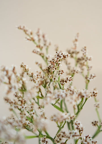 Hindebæger Woodcreeck* Muller seeds Seed 