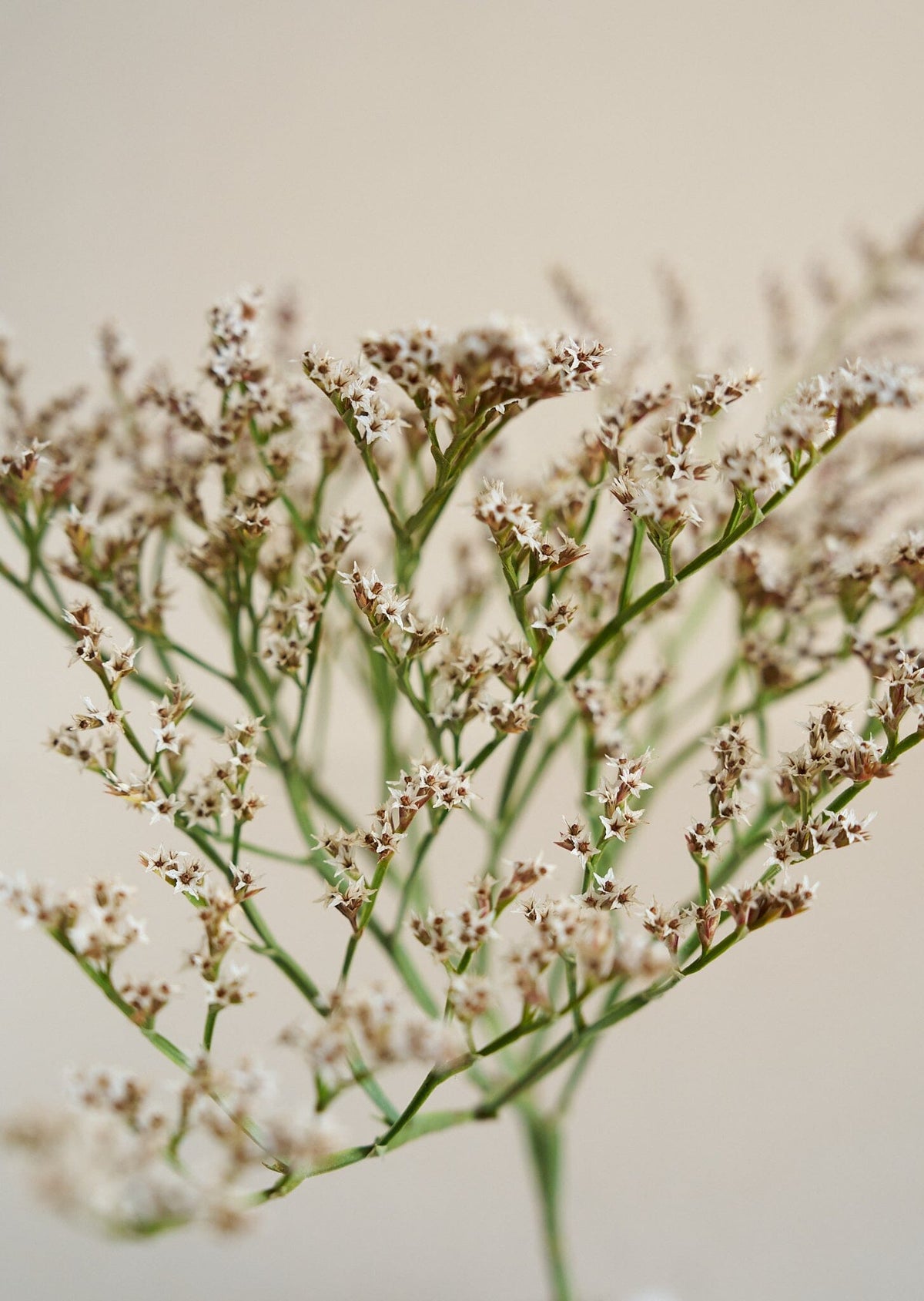 Hindebæger Woodcreeck* Muller seeds Seed 
