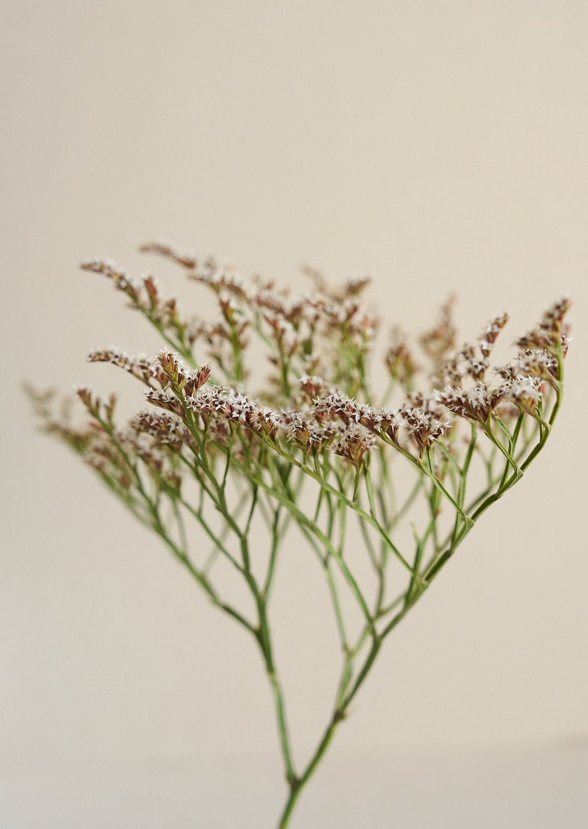 Hindebæger Woodcreeck* Muller seeds Seed 
