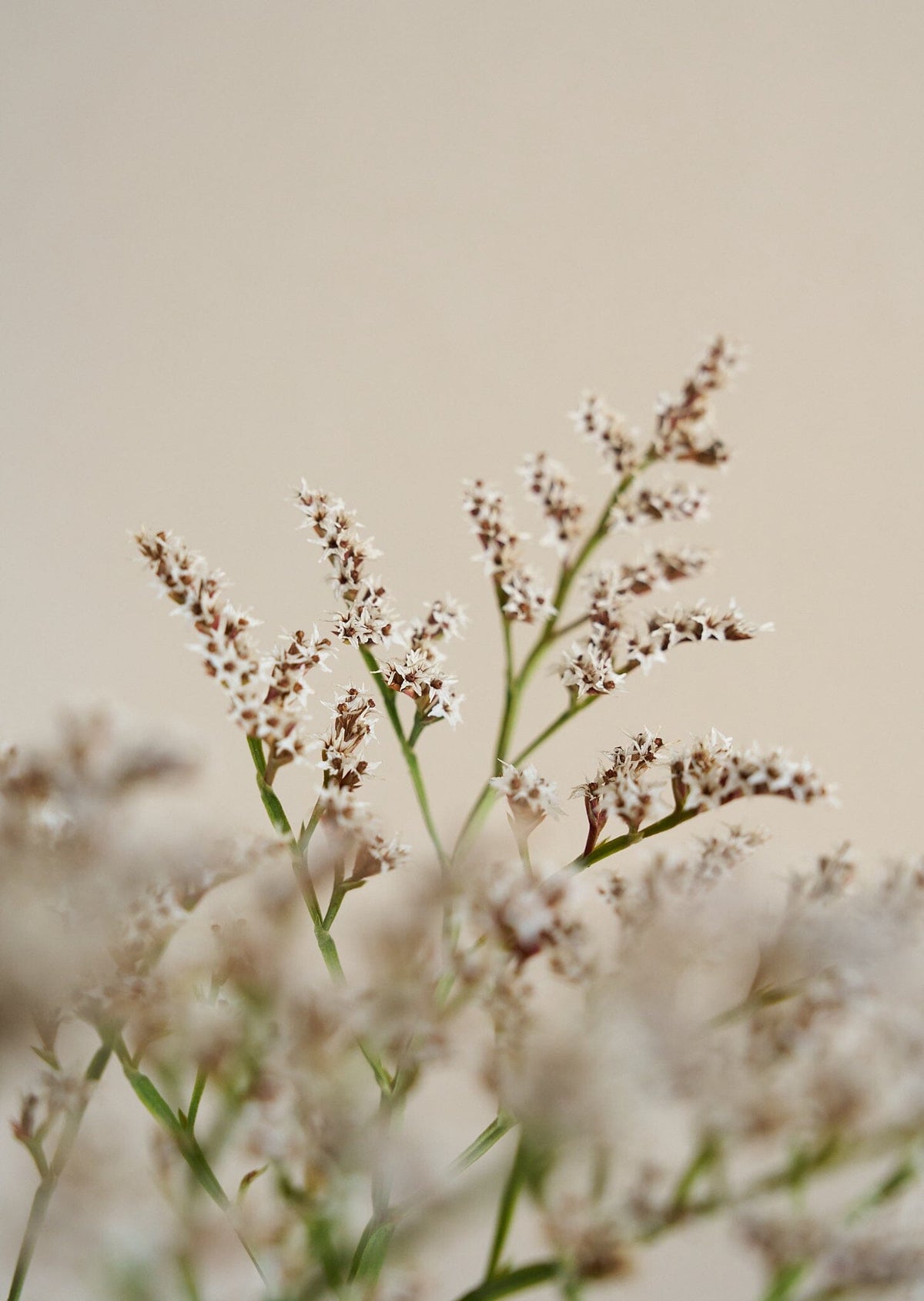 Hindebæger Woodcreeck* Muller seeds Seed 