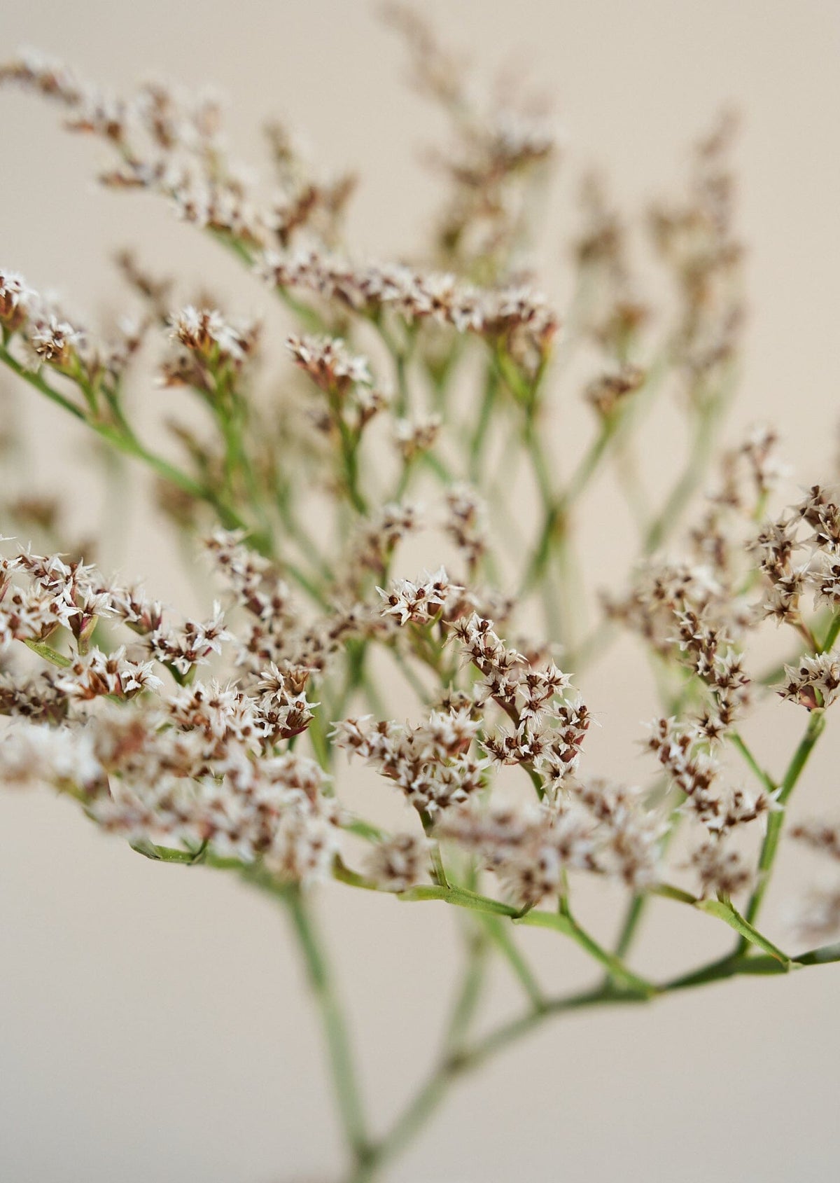 Hindebæger Woodcreeck* Muller seeds Seed 
