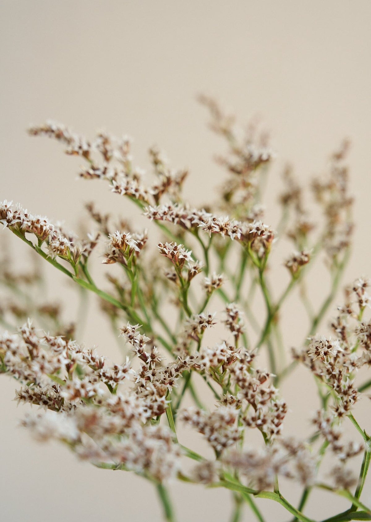 Hindebæger Woodcreeck* Muller seeds Seed 