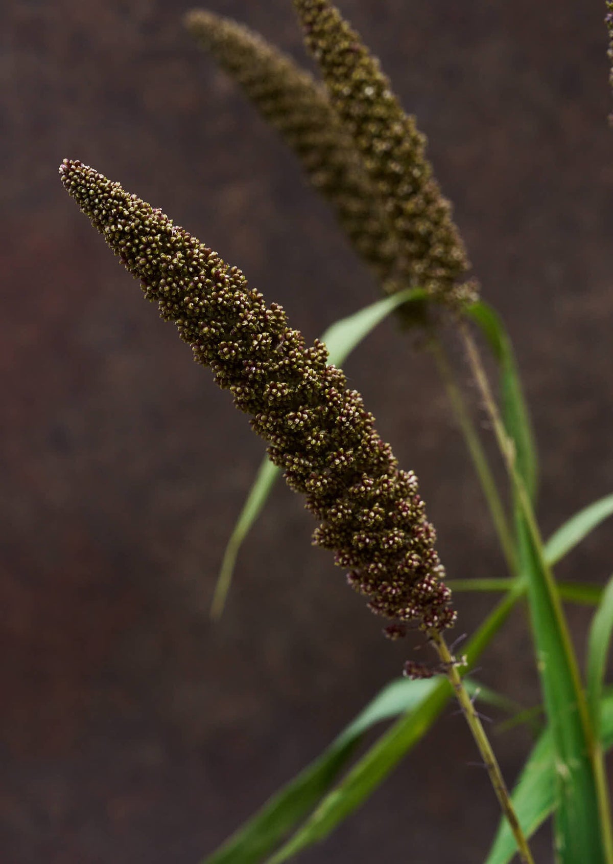 Hirsegræs 'Hylander' Seed 