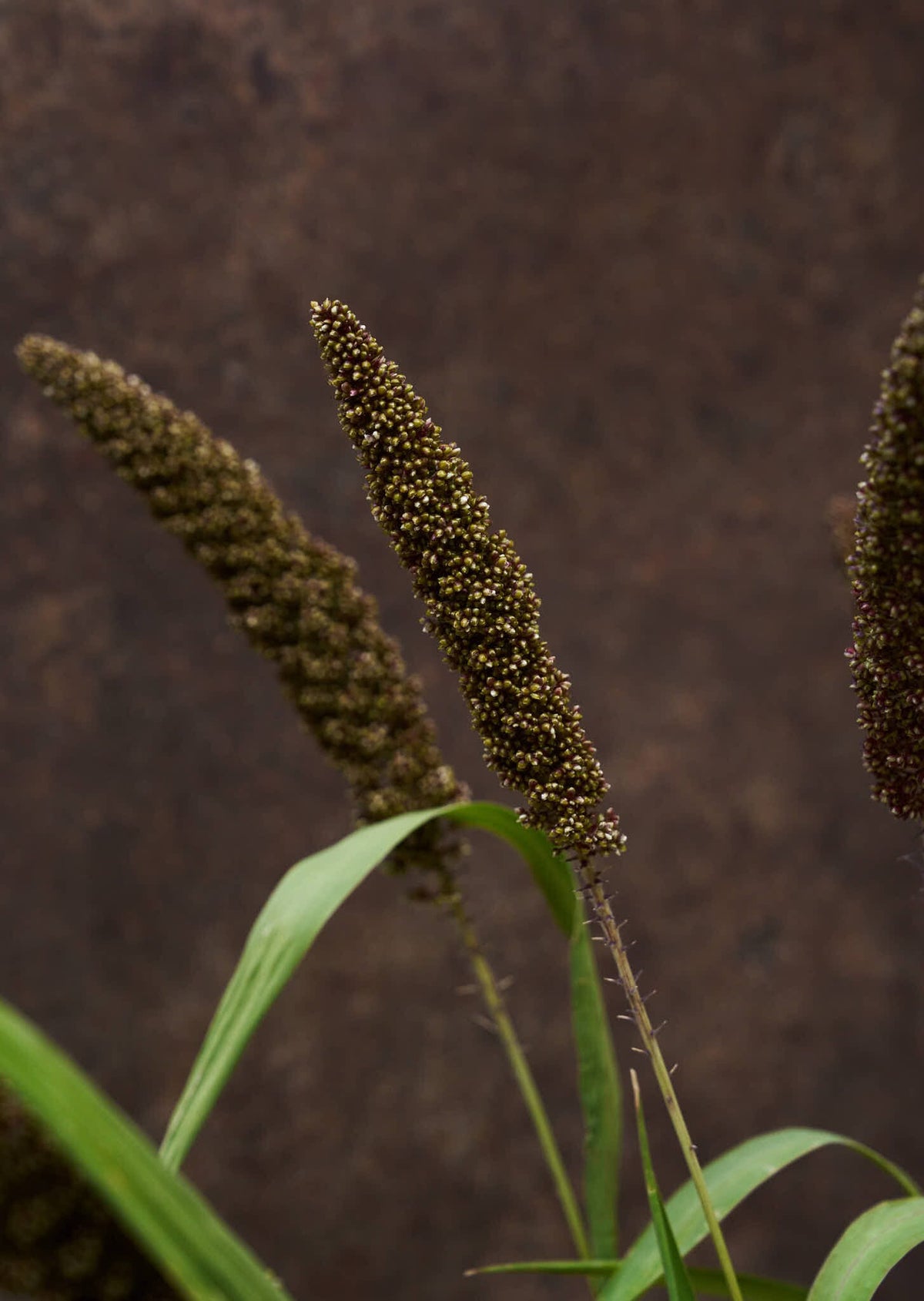Hirsegræs 'Hylander' Seed 