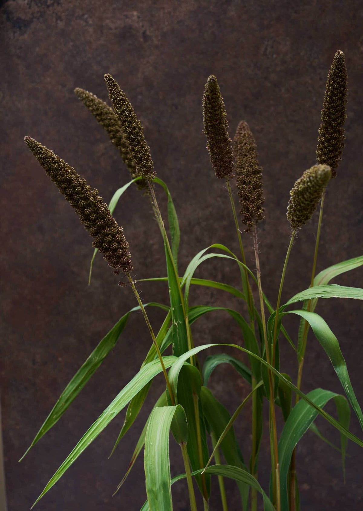 Hirsegræs 'Hylander' Seed 