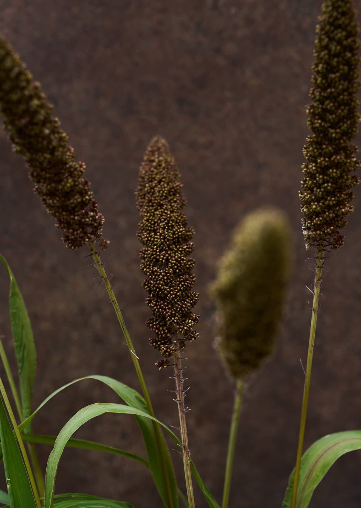 Hirsegræs 'Hylander' Seed 