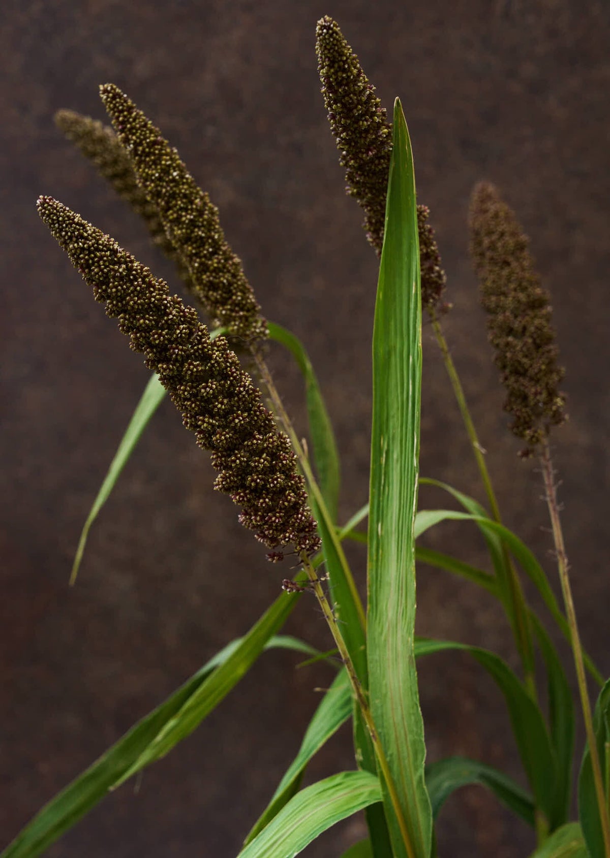 Hirsegræs 'Hylander' Seed 
