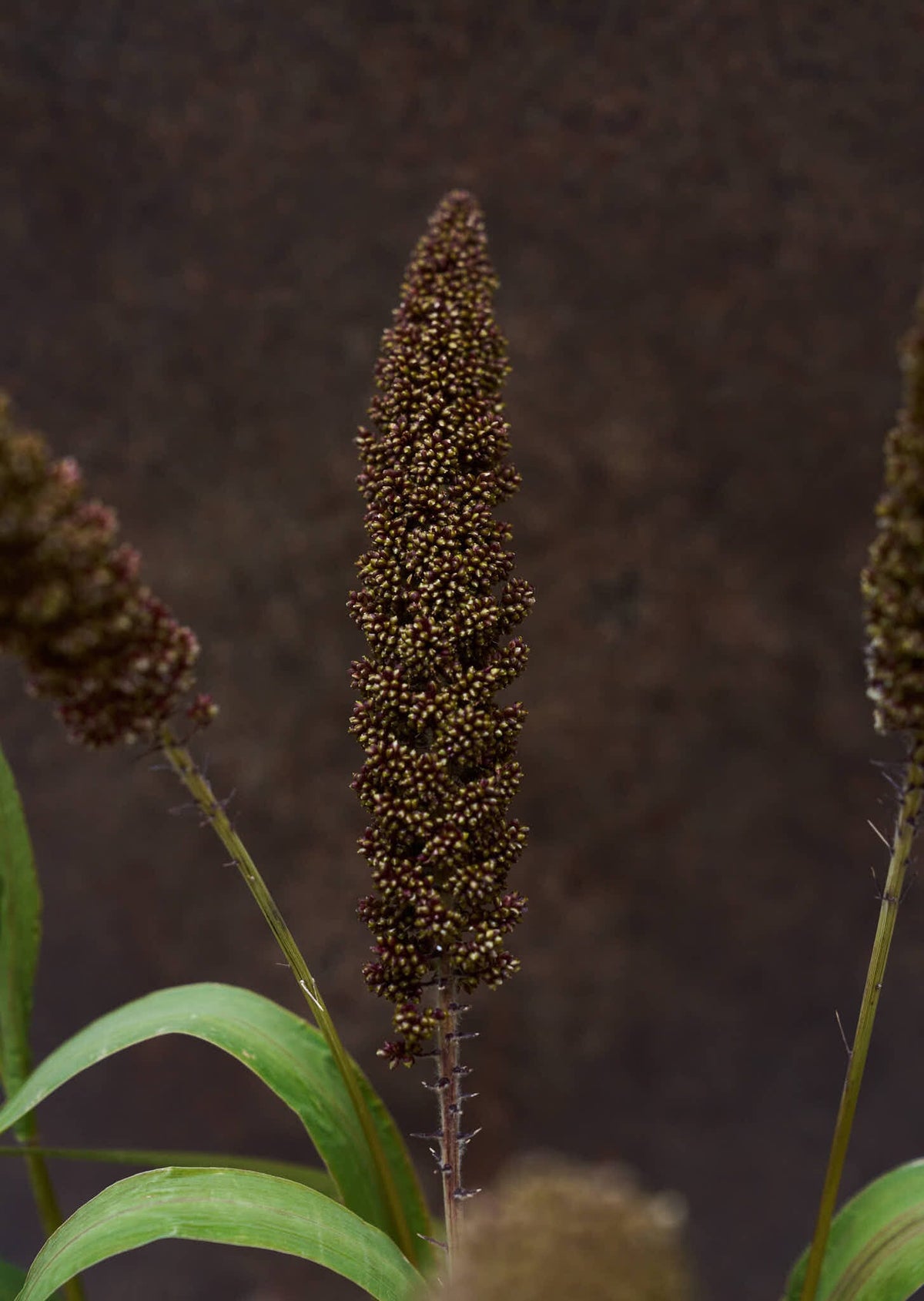 Hirsegræs 'Hylander' Seed 