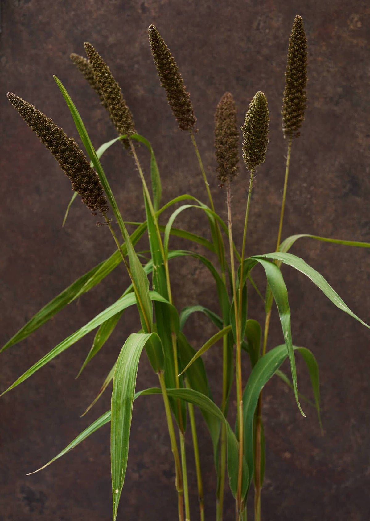 Hirsegræs 'Hylander' Seed 