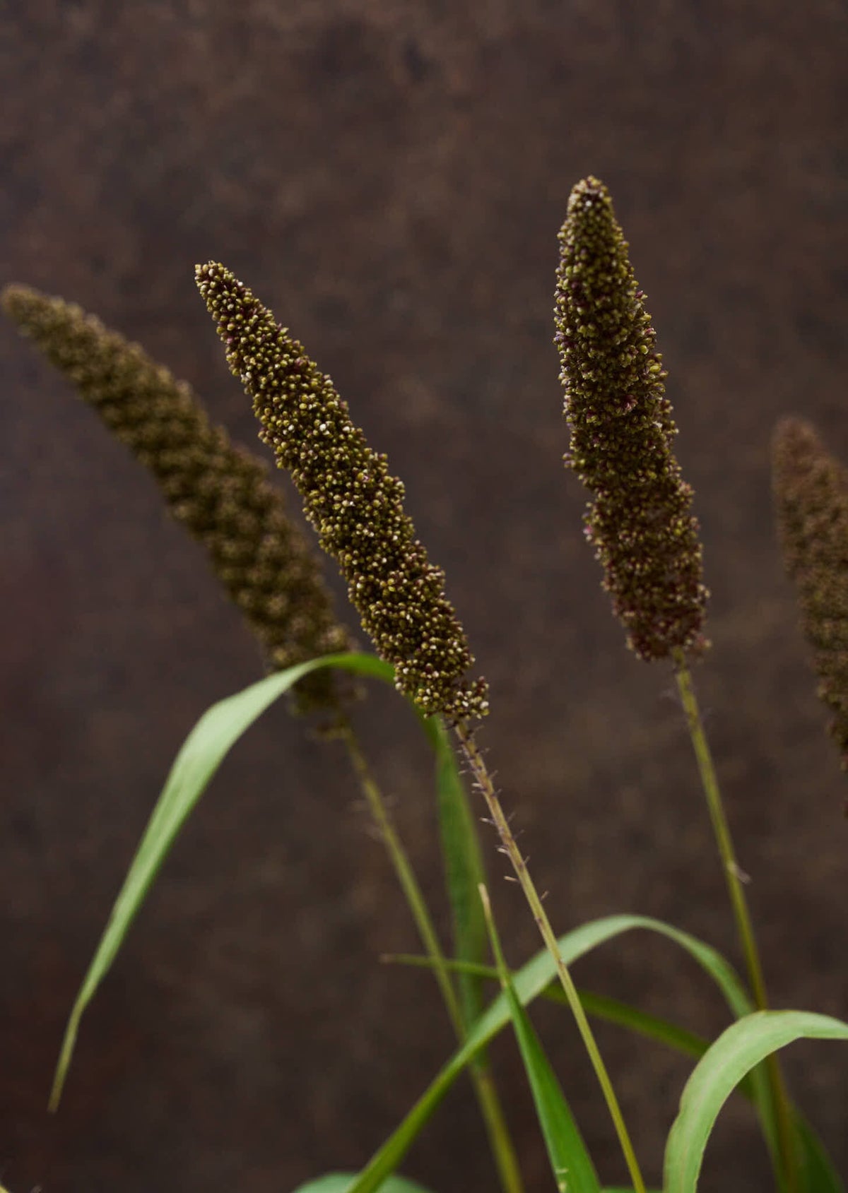 Hirsegræs 'Hylander' Seed 