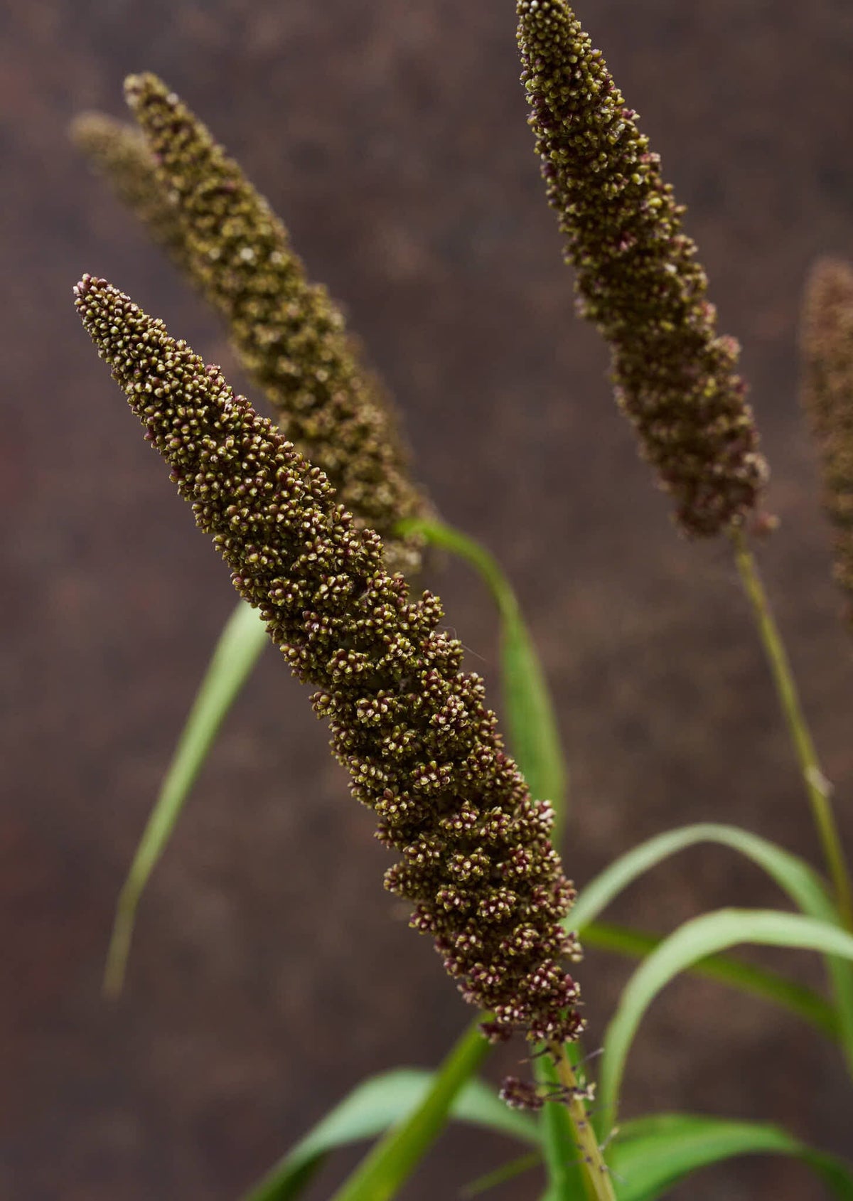 Hirsegræs 'Hylander' Seed 