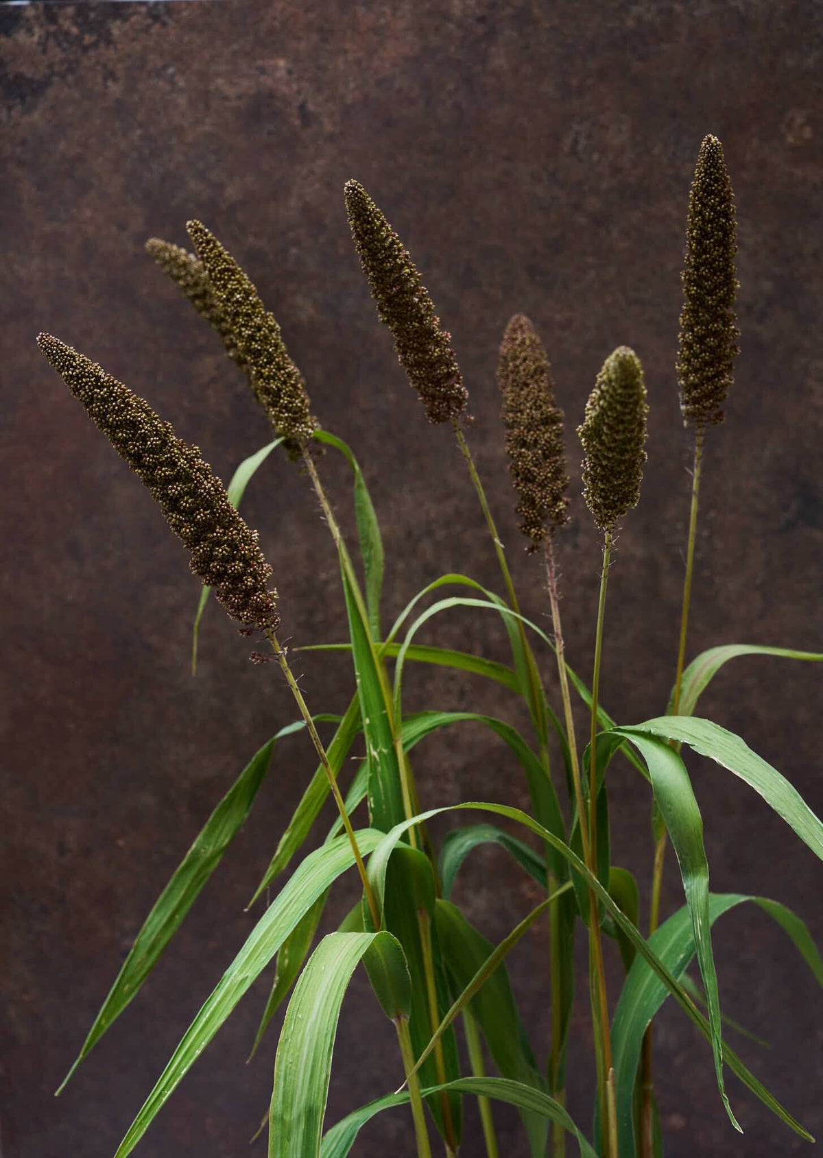 Hirsegræs 'Hylander' Seed 