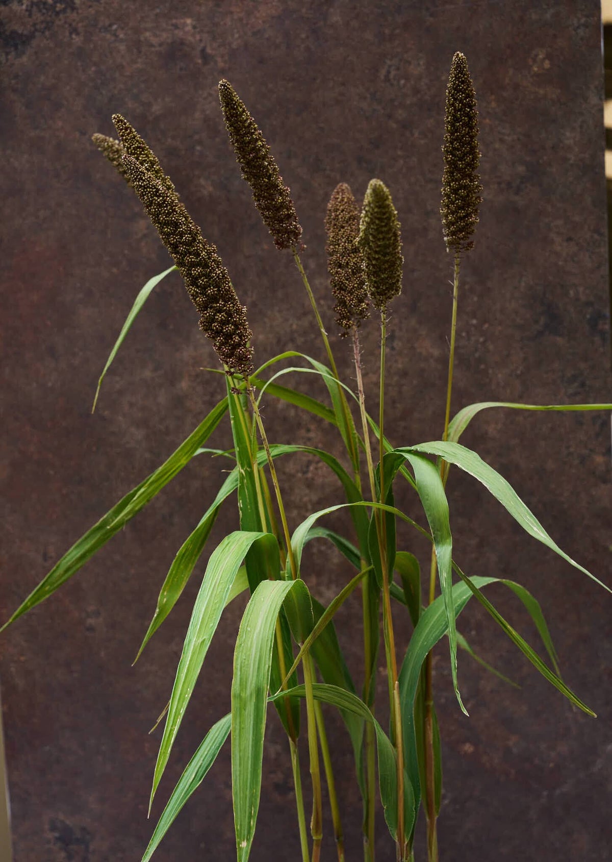 Hirsegræs 'Hylander' Seed 