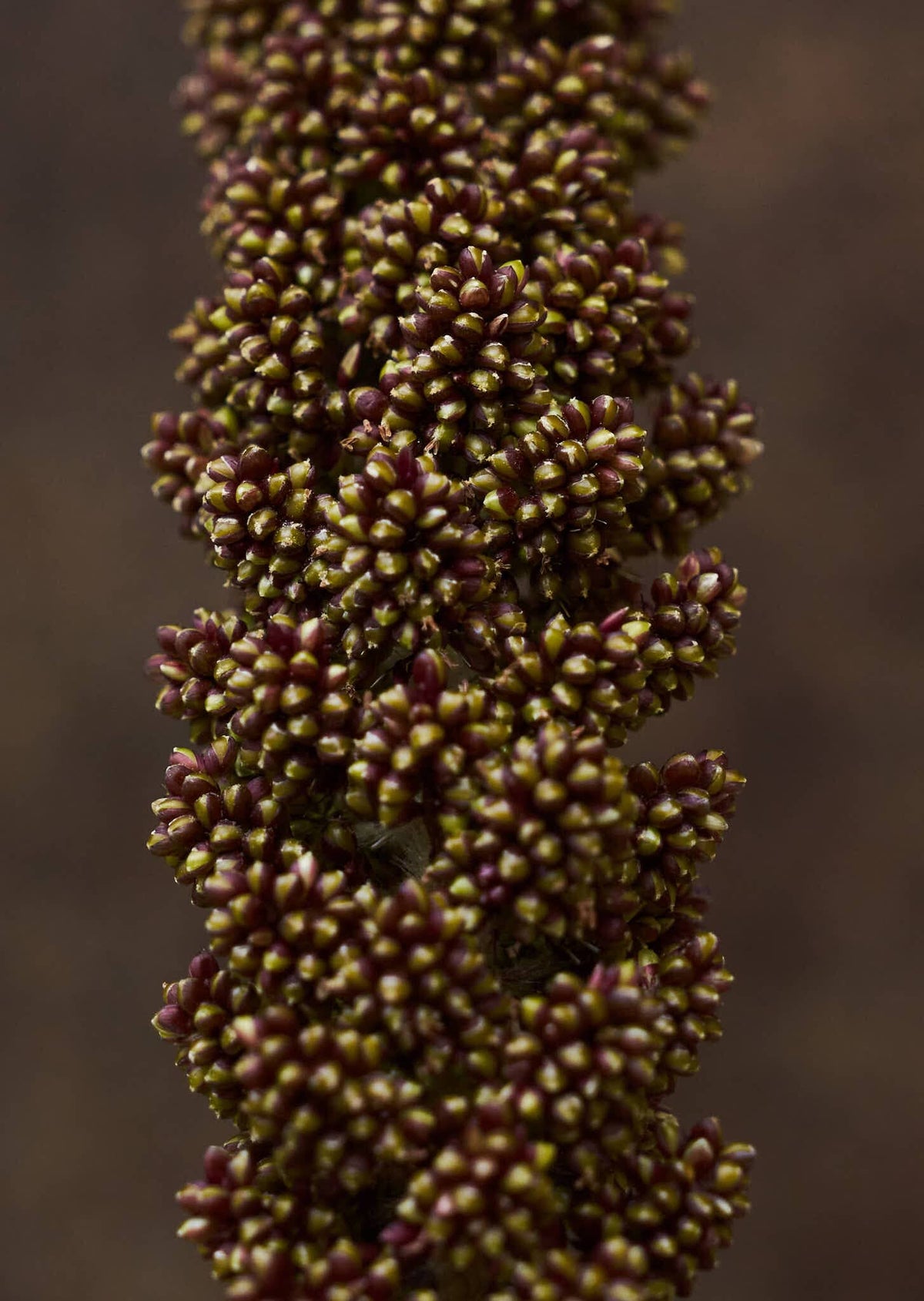Hirsegræs 'Hylander' Seed 