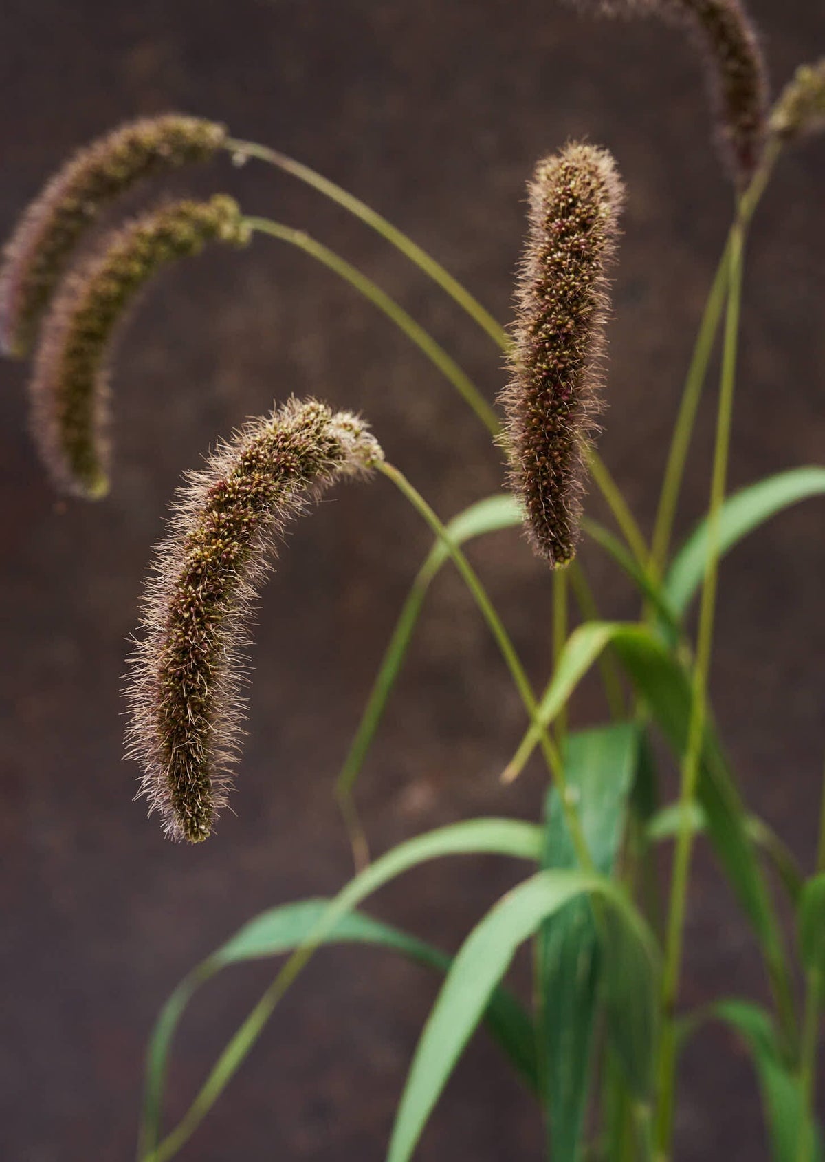 Hirsegræs 'Lowlander' Seed 
