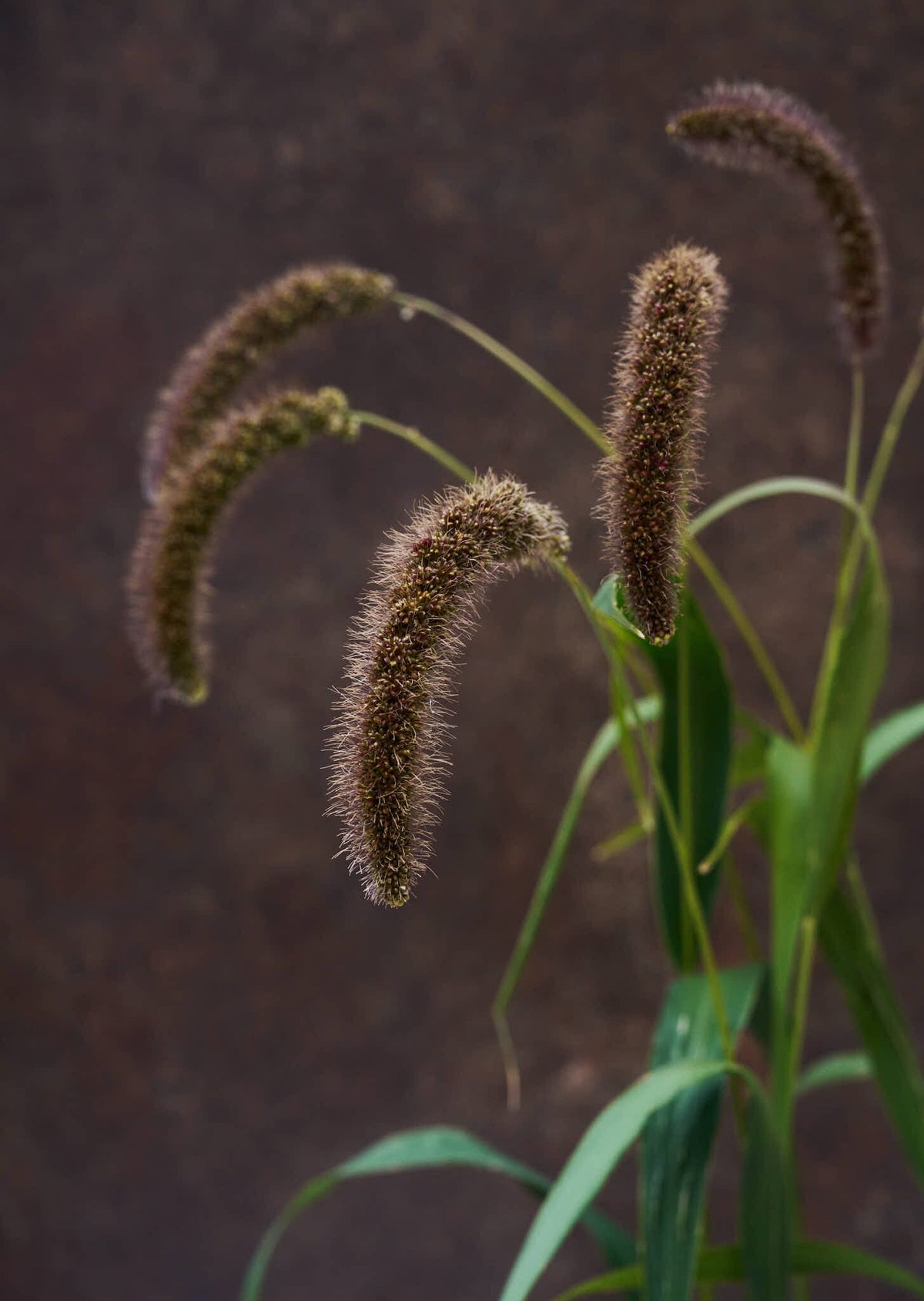 Hirsegræs 'Lowlander' Seed 