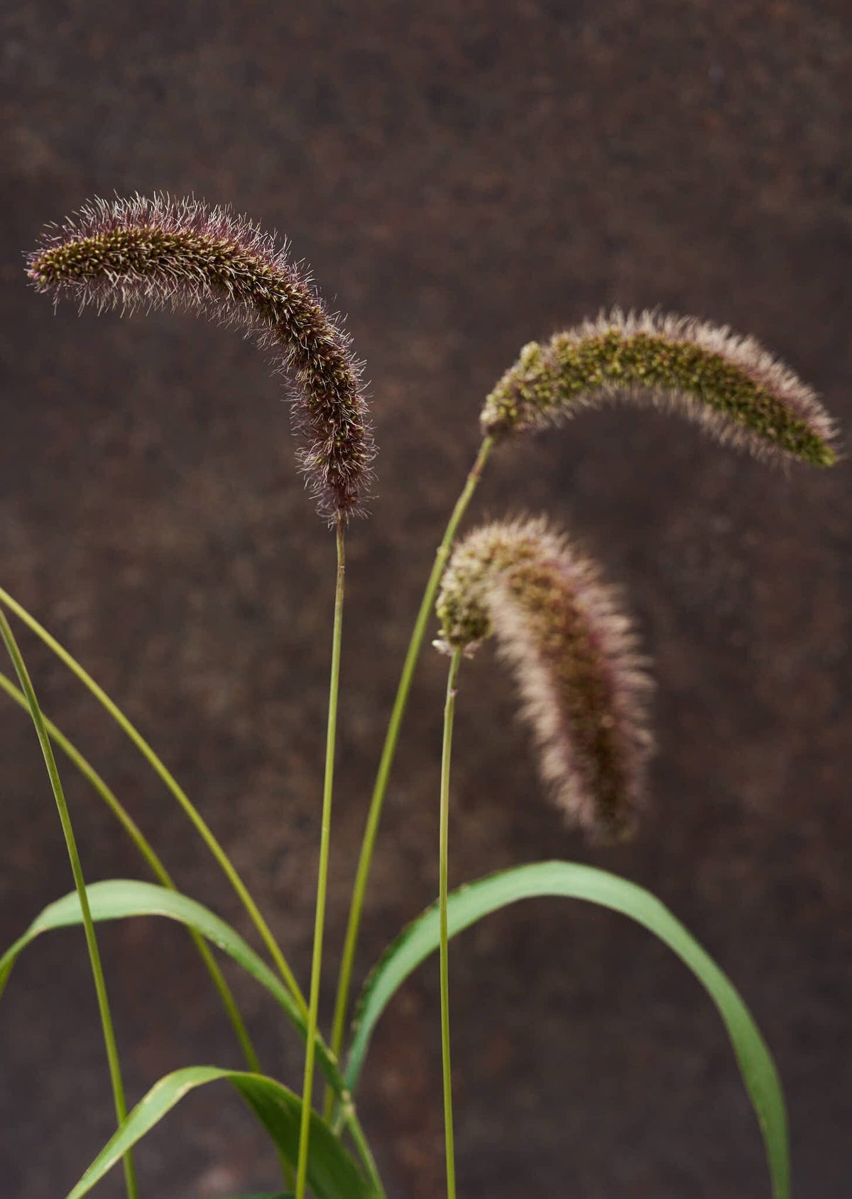 Hirsegræs 'Lowlander' Seed 