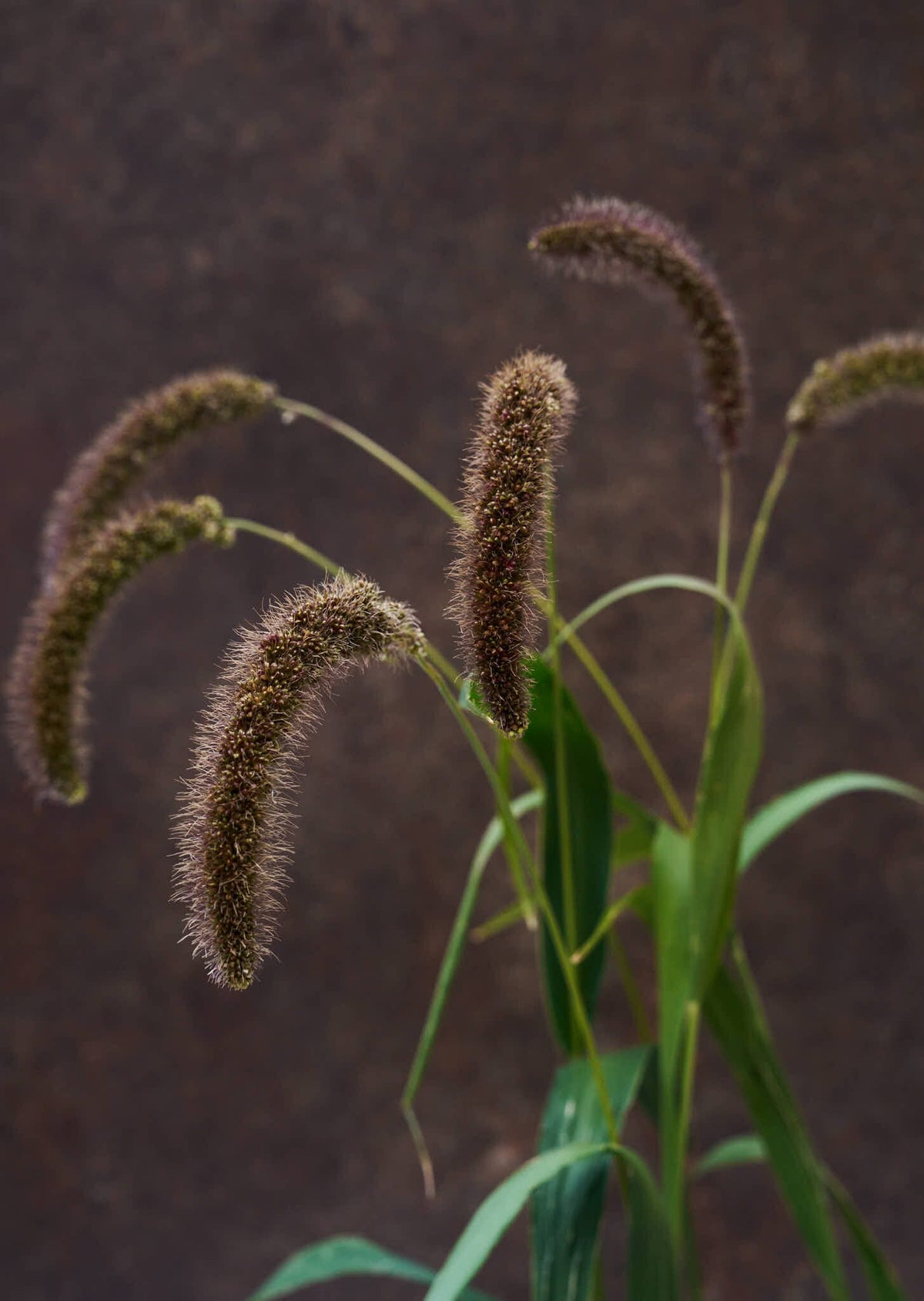 Hirsegræs 'Lowlander' Seed 