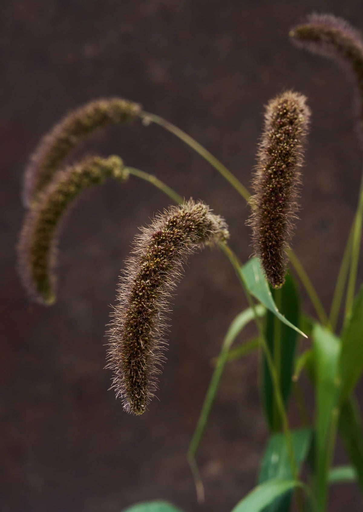 Hirsegræs 'Lowlander' Seed 