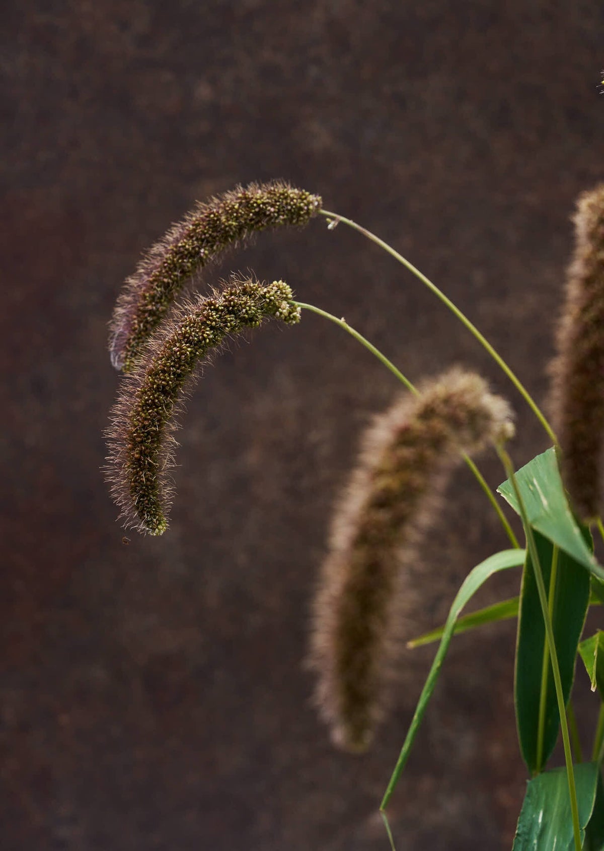 Hirsegræs 'Lowlander' Seed 