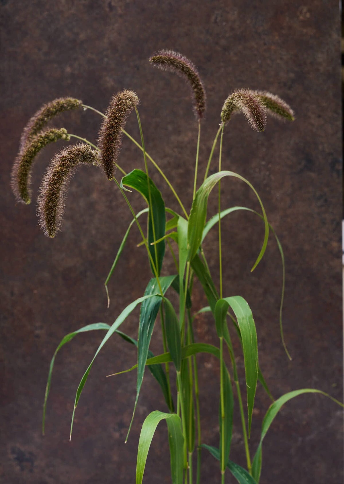 Hirsegræs 'Lowlander' Seed 