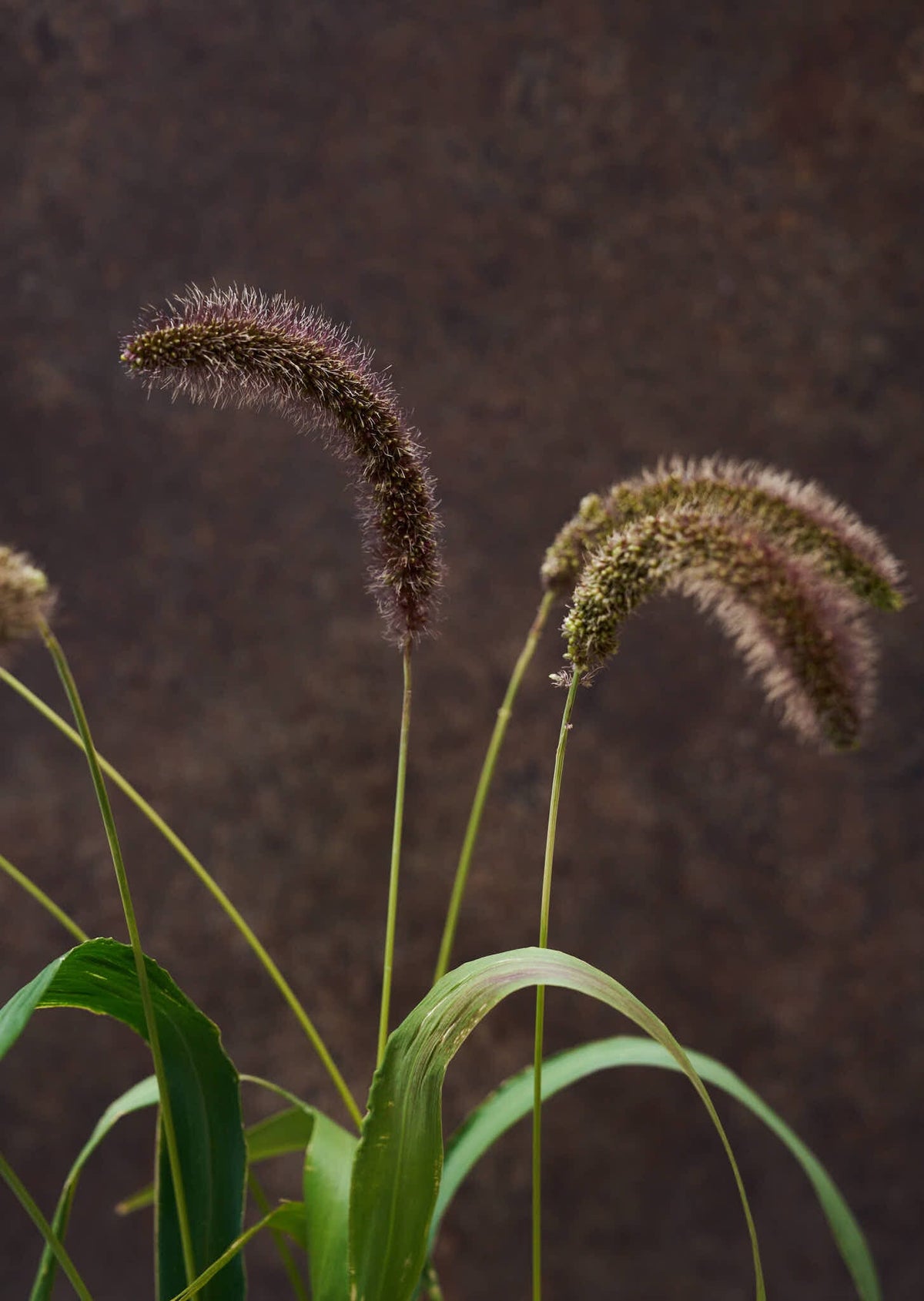 Hirsegræs 'Lowlander' Seed 
