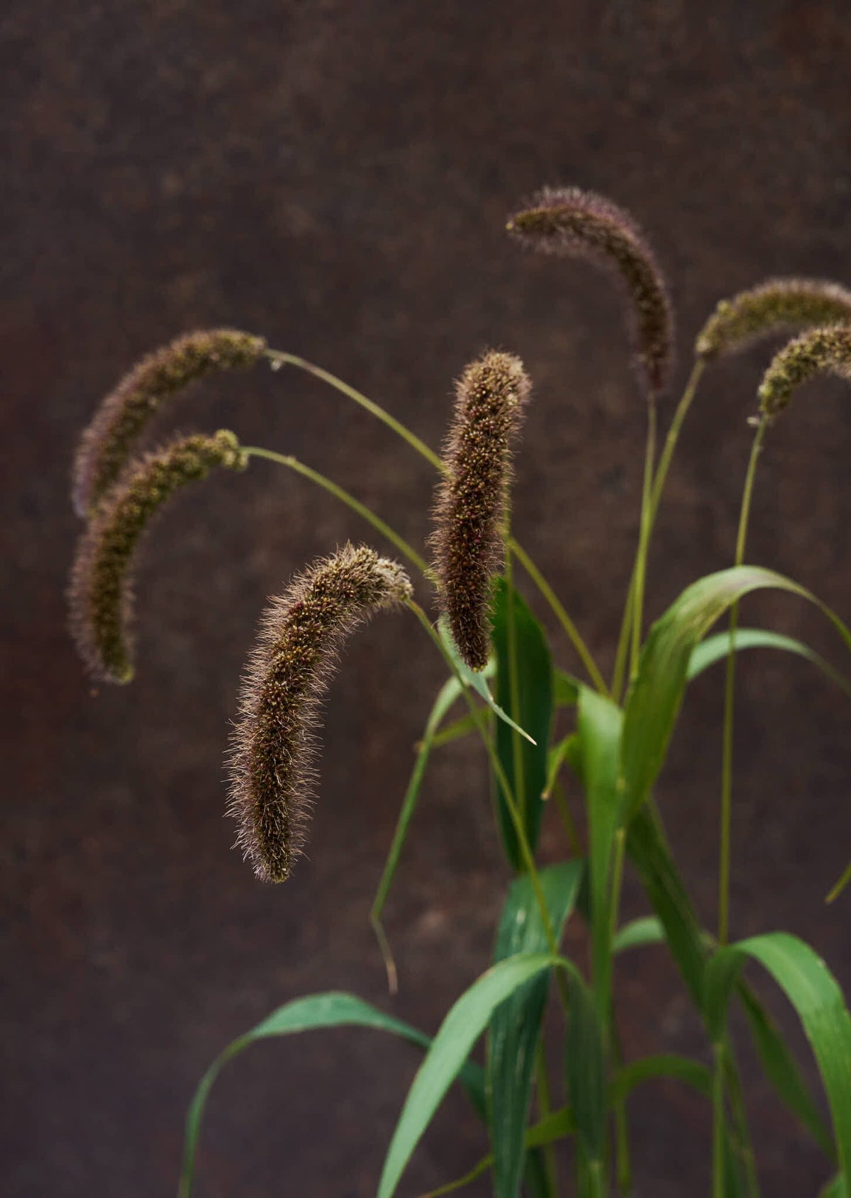 Hirsegræs 'Lowlander' Seed 