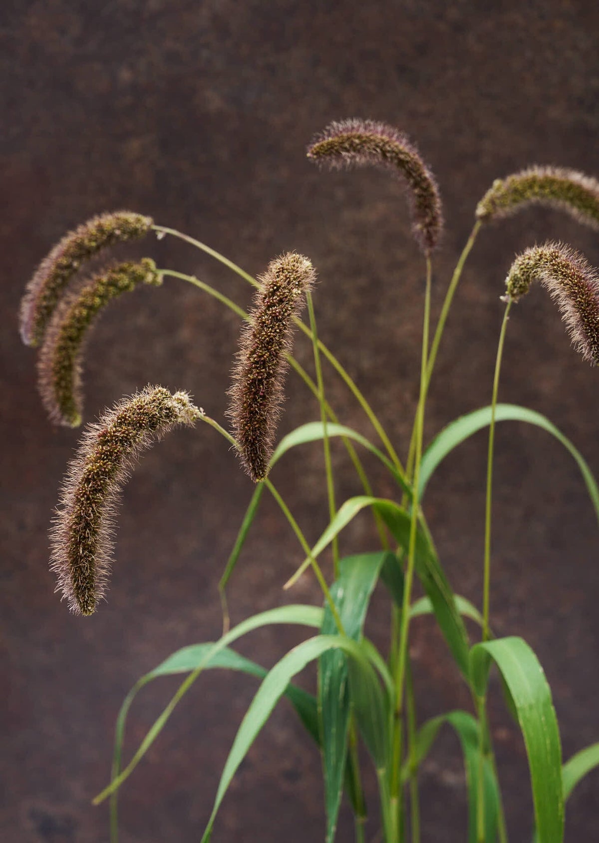 Hirsegræs 'Lowlander' Seed 
