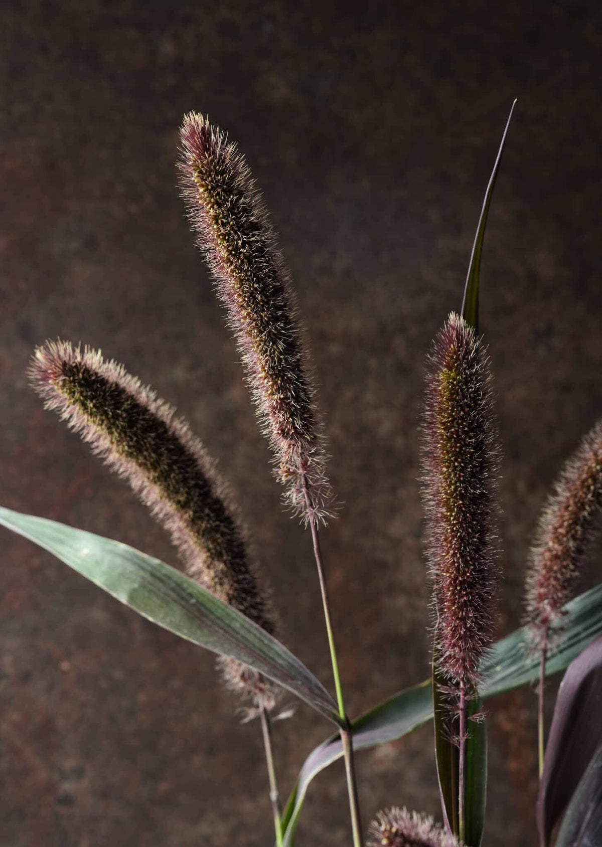 Hirsegræs 'Red Jewel' Seed 