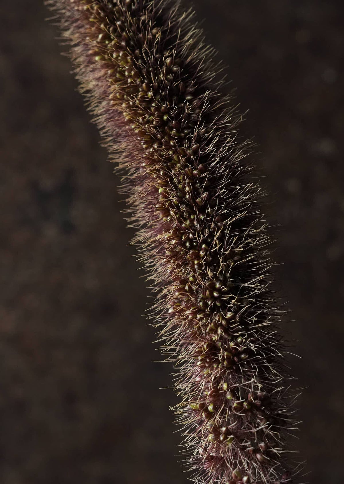 Hirsegræs 'Red Jewel' Seed 