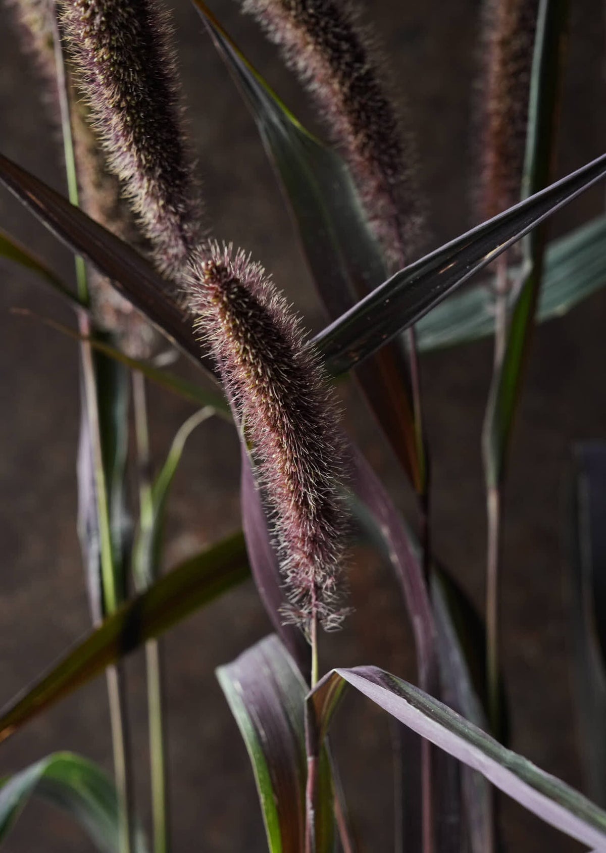 Hirsegræs 'Red Jewel' Seed 