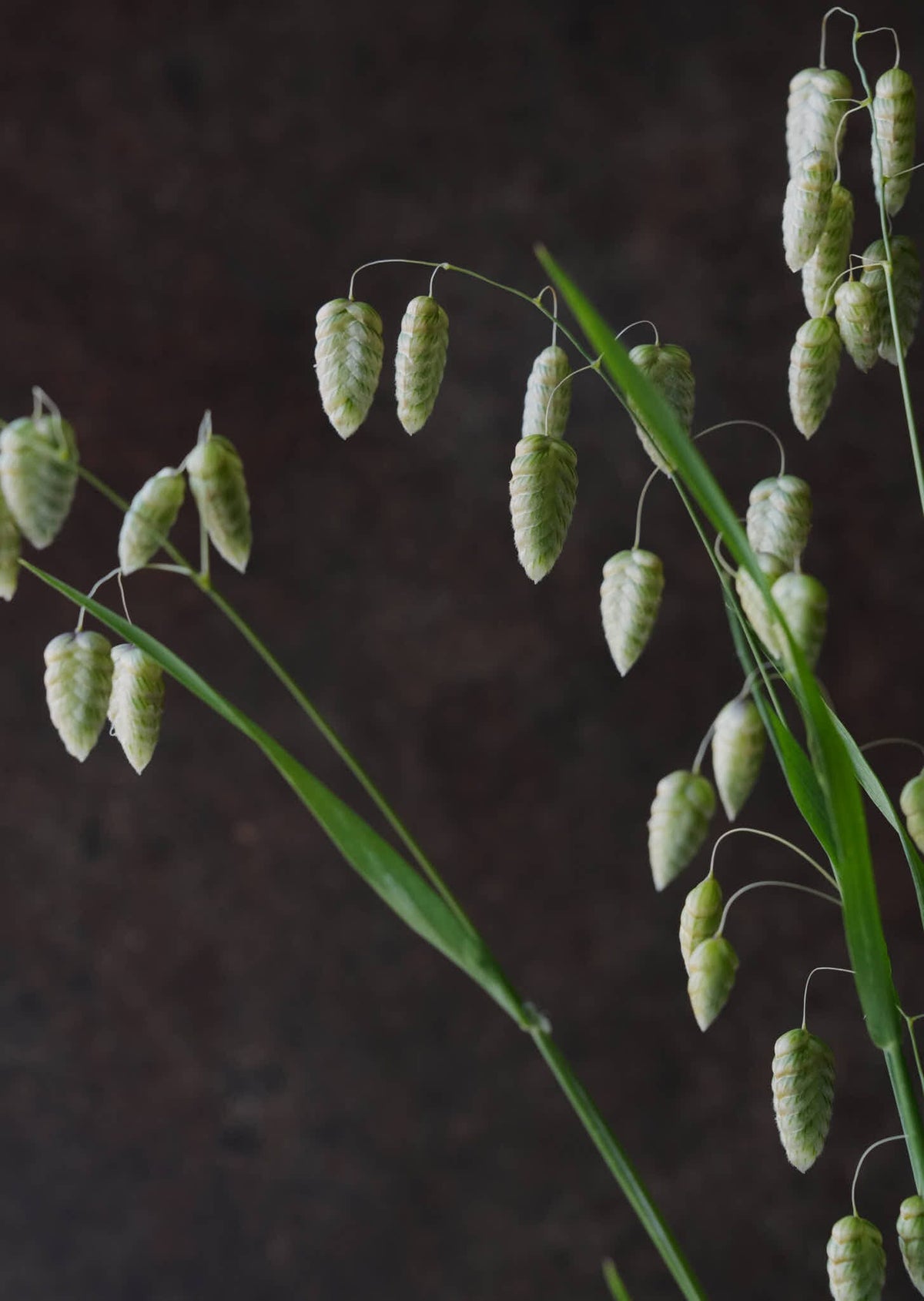 Hjertegræs 'Maxima' Seed 