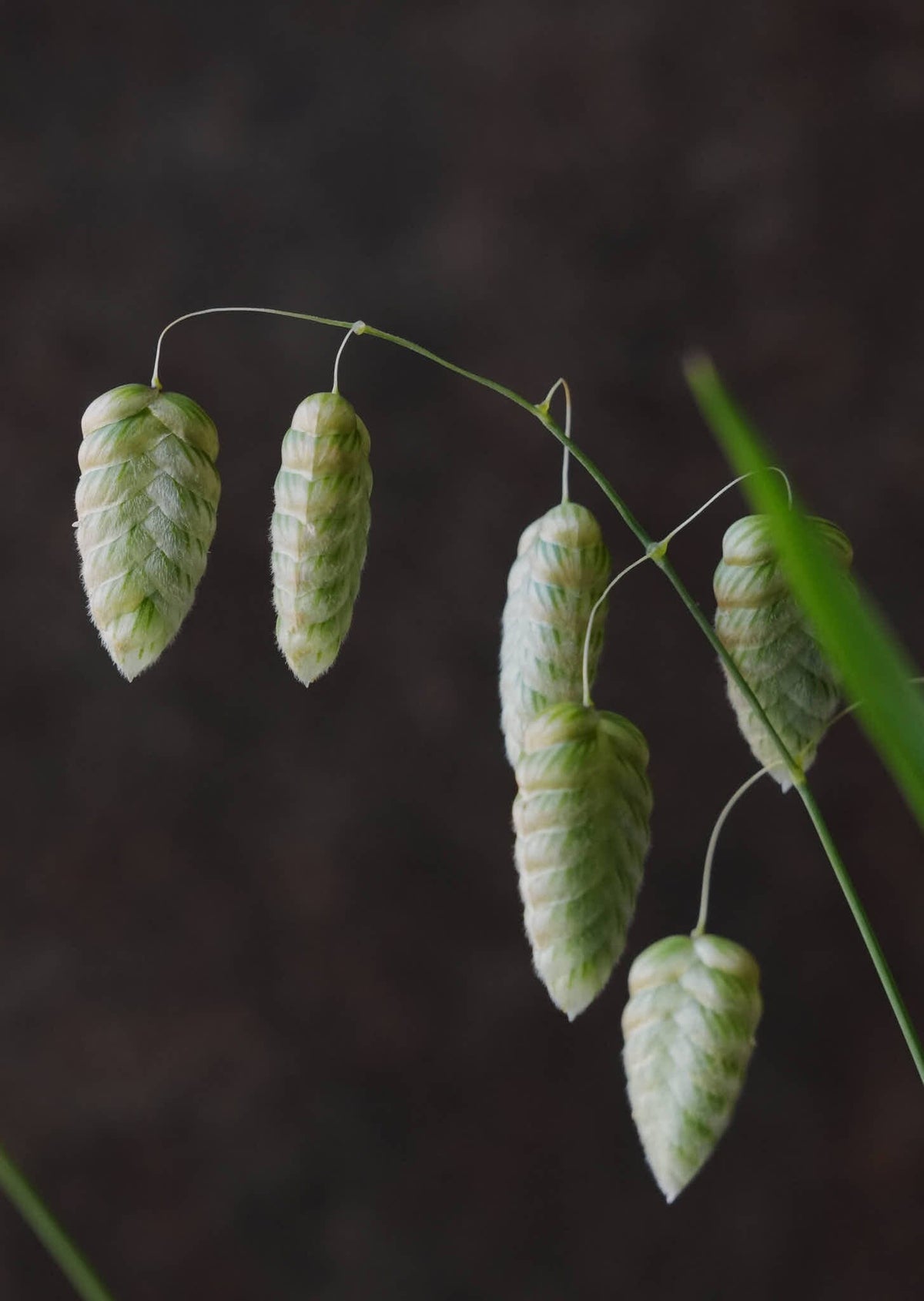 Hjertegræs 'Maxima' Seed 