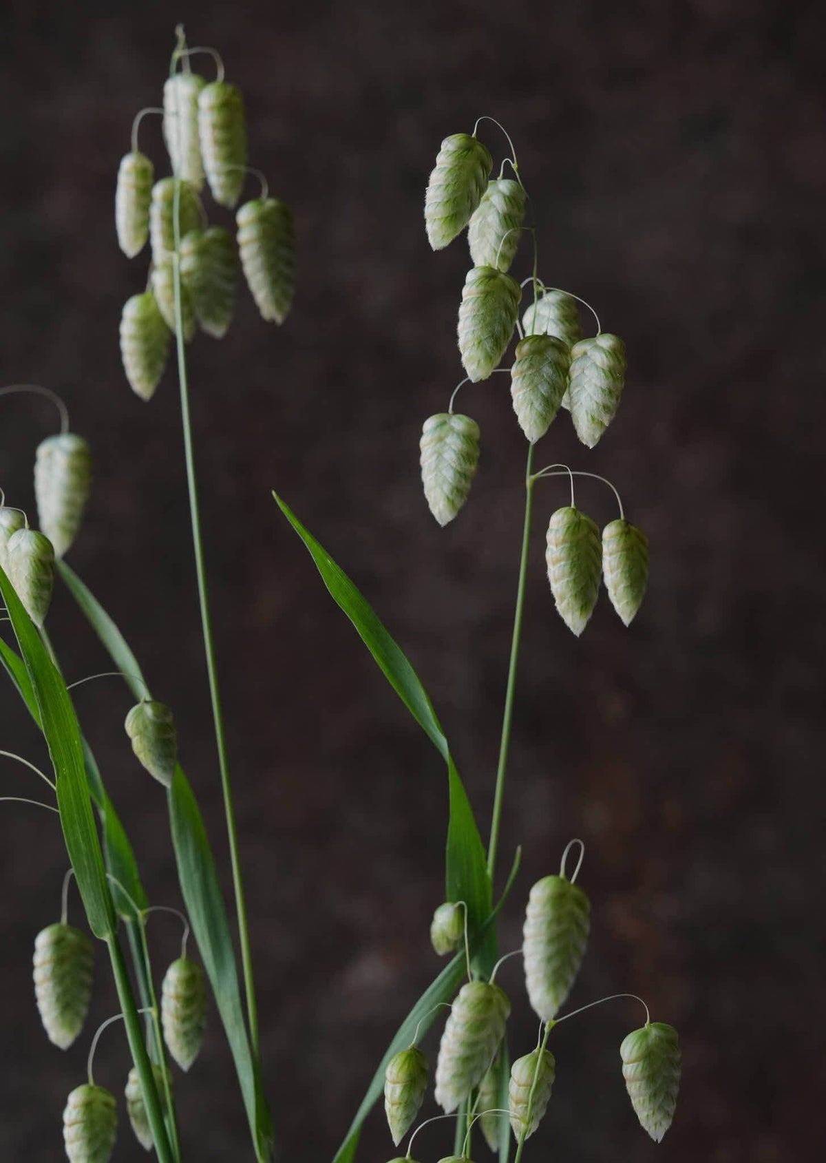 Hjertegræs 'Maxima' Seed 