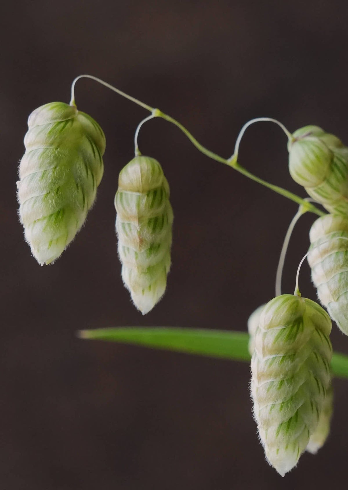Hjertegræs 'Maxima' Seed 