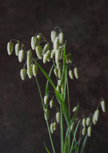 Hjertegræs 'Maxima' Seed 