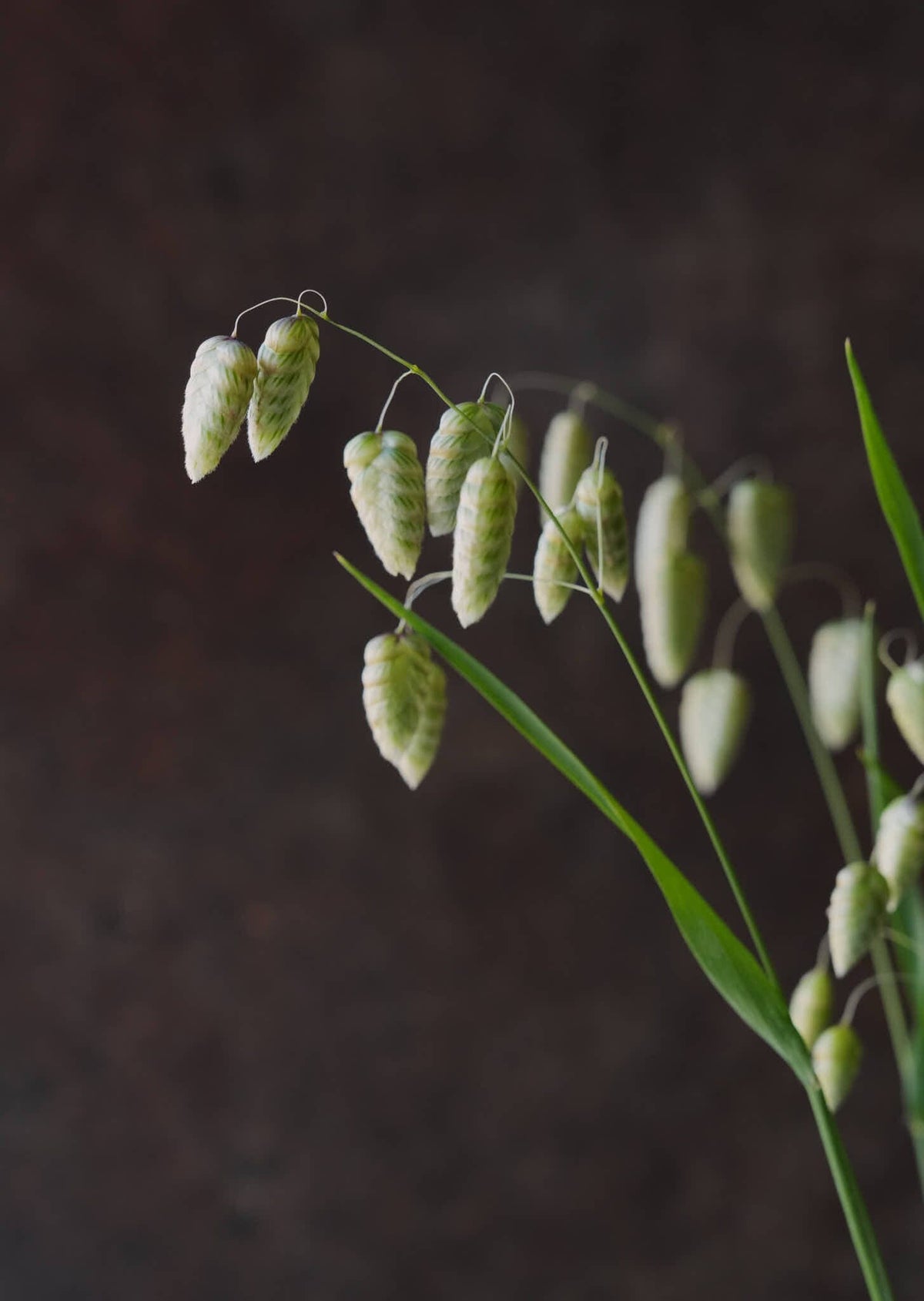 Hjertegræs 'Maxima' Seed 