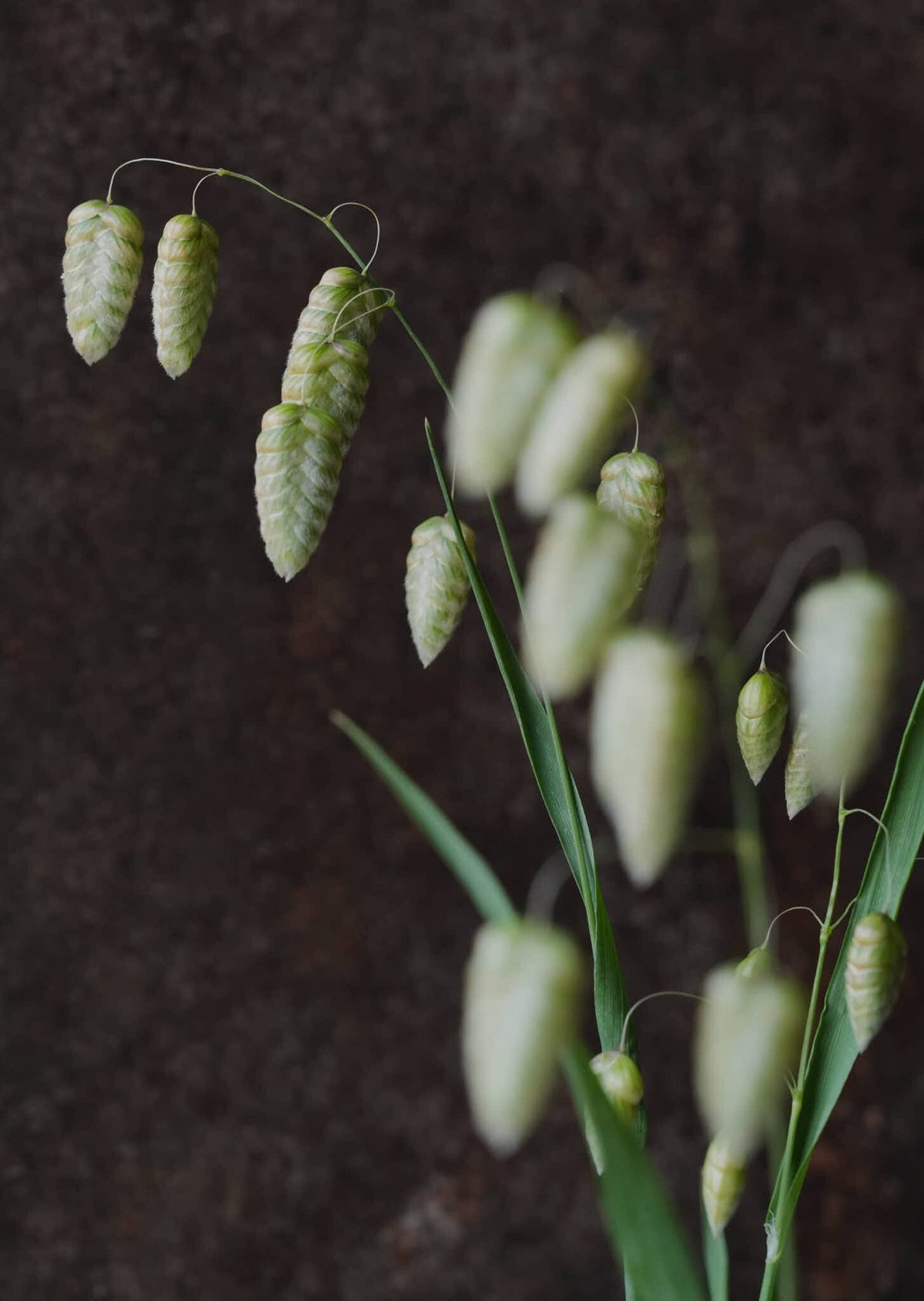 Hjertegræs 'Maxima' Seed 