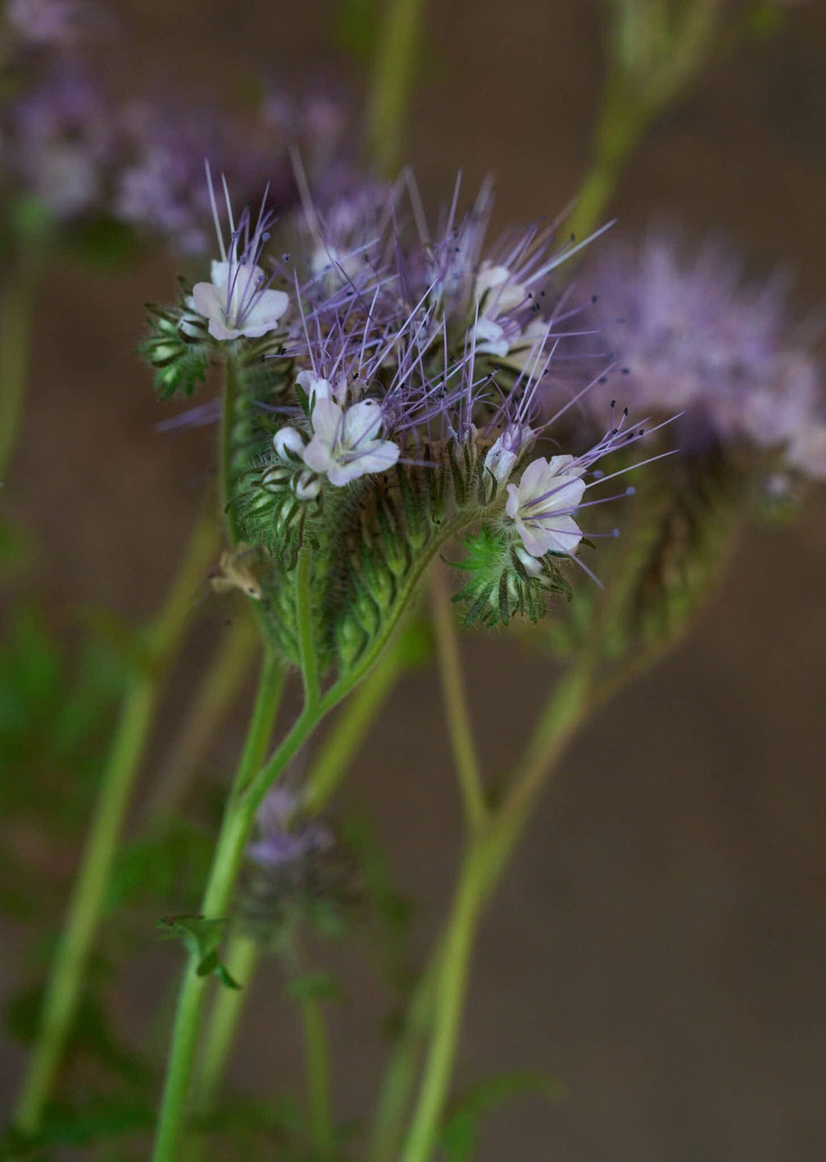 Honningurt Seed 