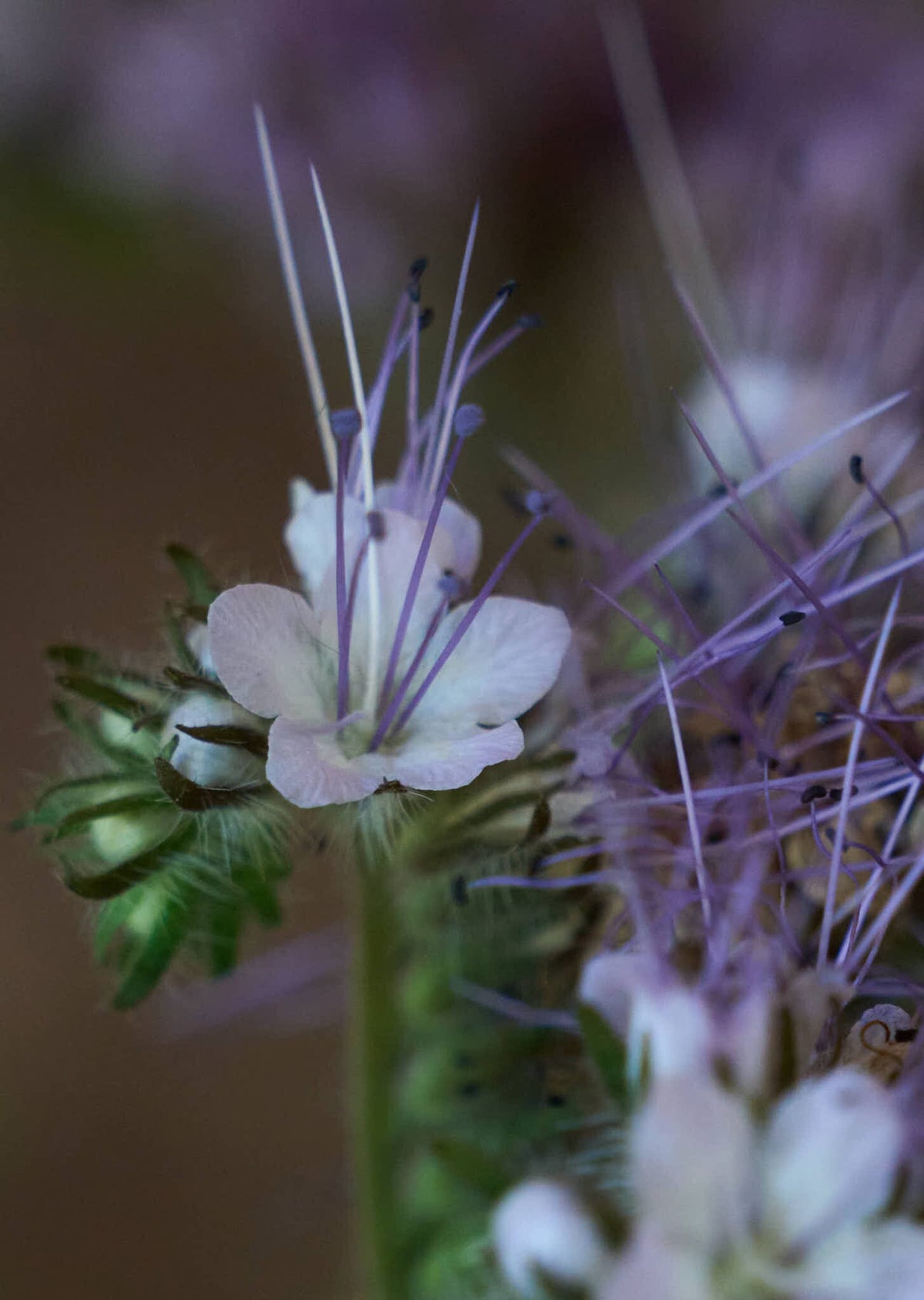 Honningurt Seed 