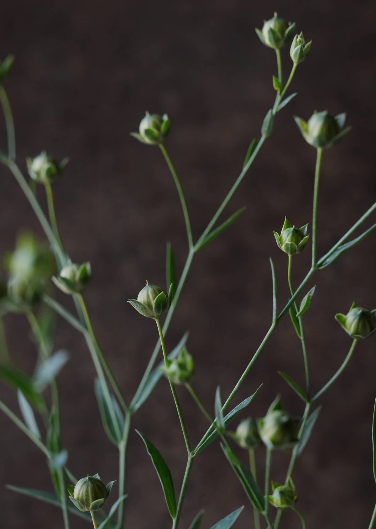 Hør ‘Blå’ Seed 