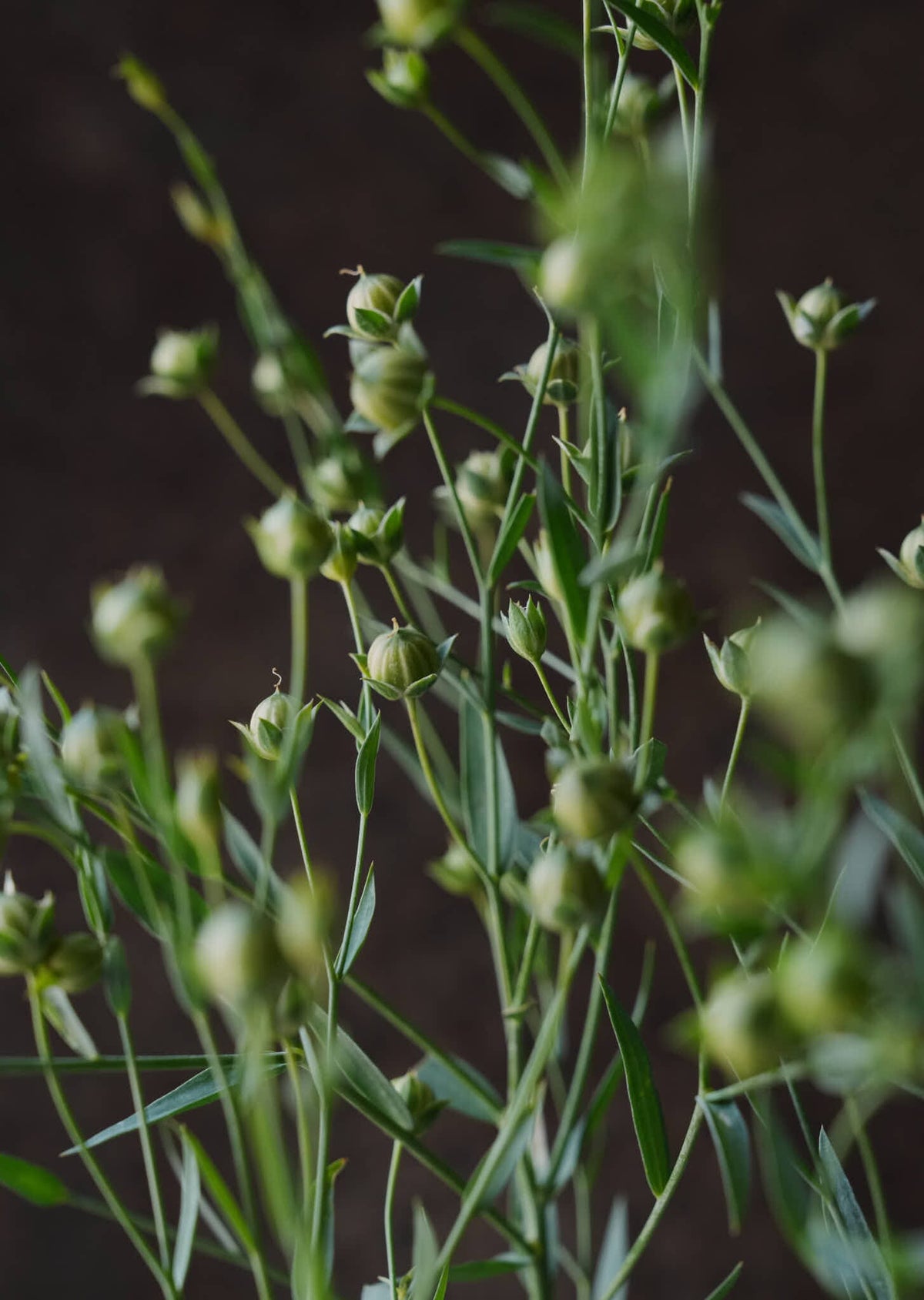 Hør ‘Blå’ Seed 